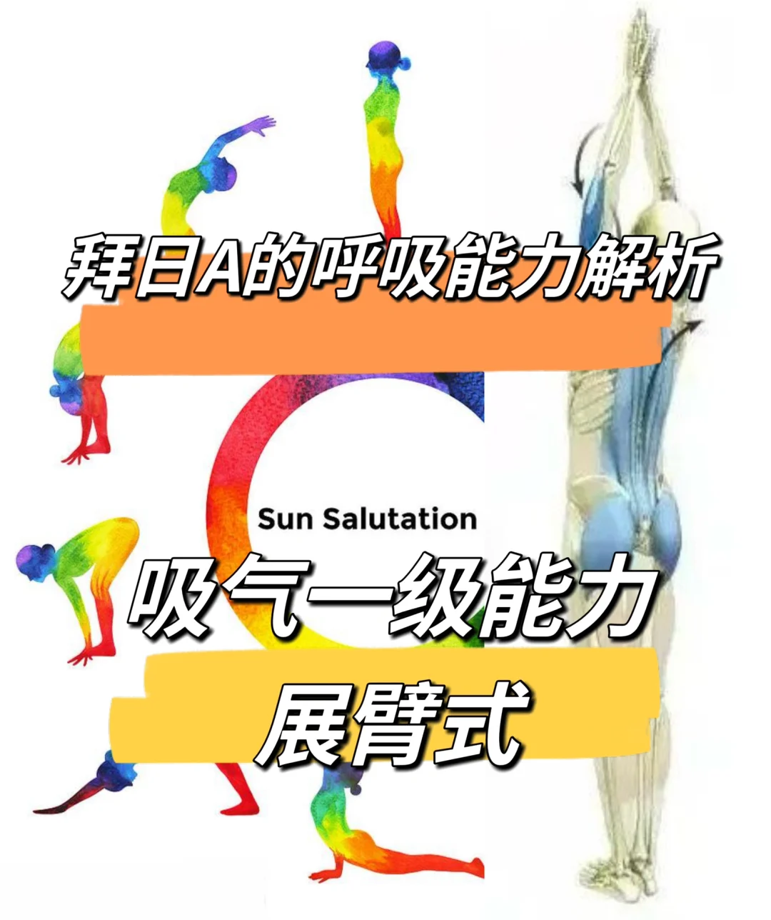 拜日A中体式与呼吸能力等级：吸气展臂式