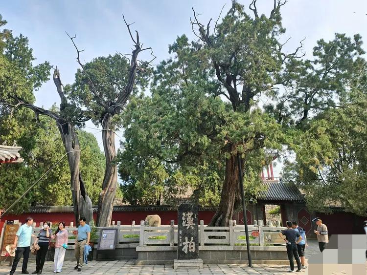 岱庙汉柏的“血色斧痕”，📍在泰安岱庙汉柏院，有一棵站了两千多年的老柏树。树是好
