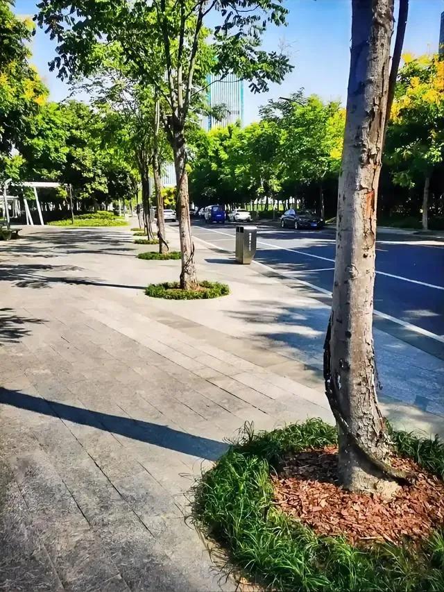 “轻奢风”的不锈钢盆拆除后，
这张照片才是现状！
仔细对比了网友贴出的照片，树上