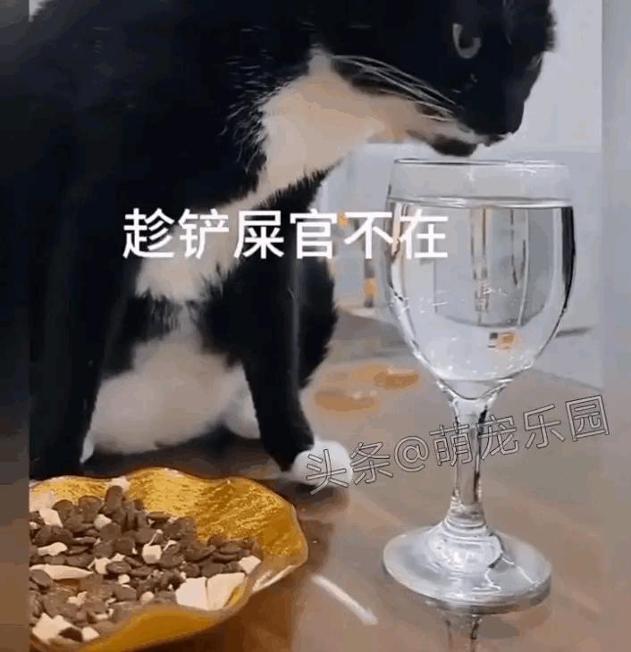 一只小馋猫竟然偷喝了主人的白酒，接下来就有好戏看了。马上，它就要开始那种让人哭笑