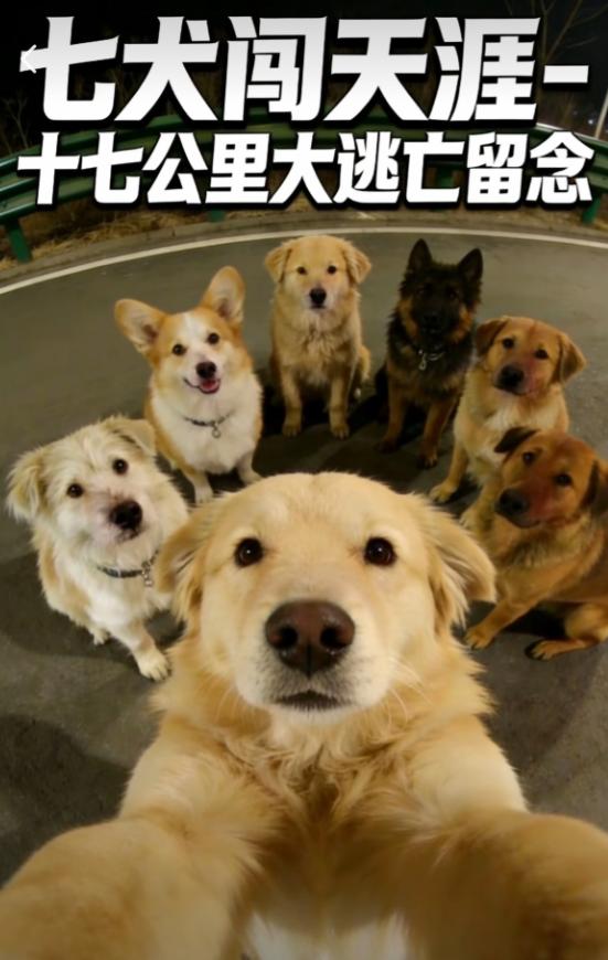 结伴走17公里回家的狗狗里，最让我感动的是那只柯基！它的名字叫大胖，在整个行程中