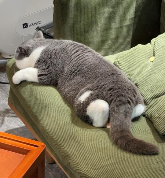 圆头圆脑
