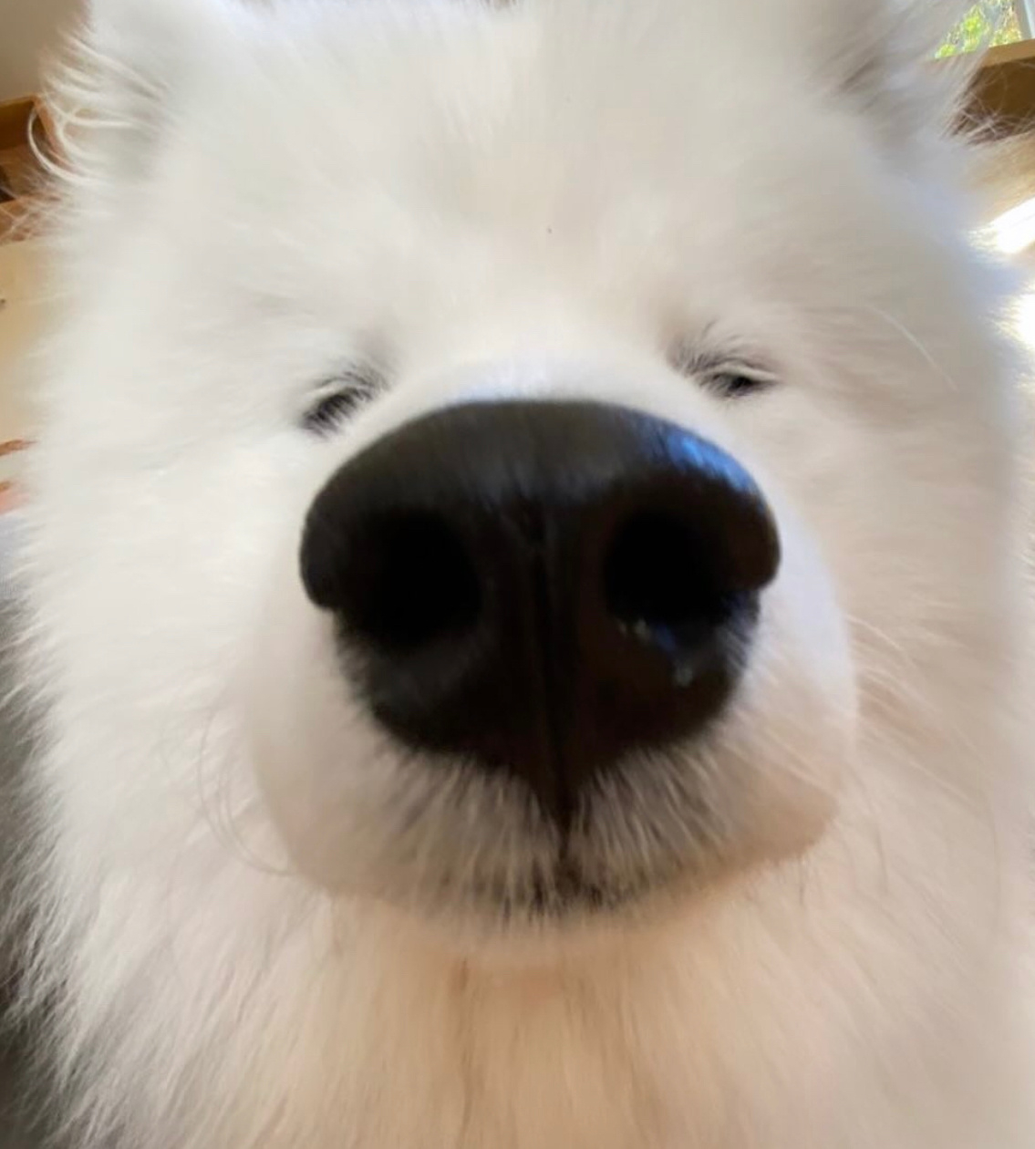 叮咚！开门！我来蹭饭了耶 