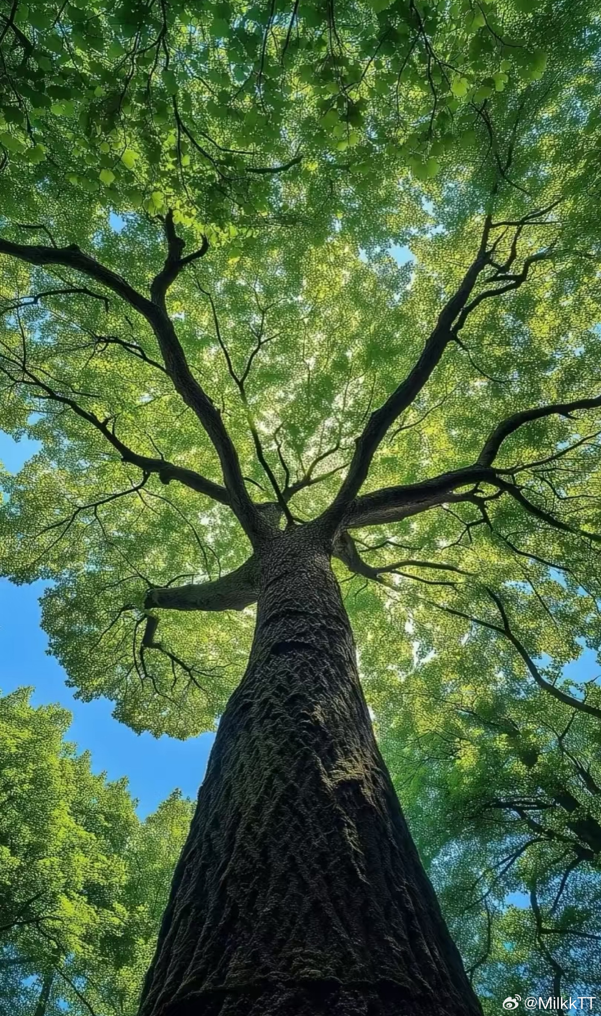 每日一善  在脑海中把自己想象成一棵树吧，你不需要去思考，去控制，去决定任何事情