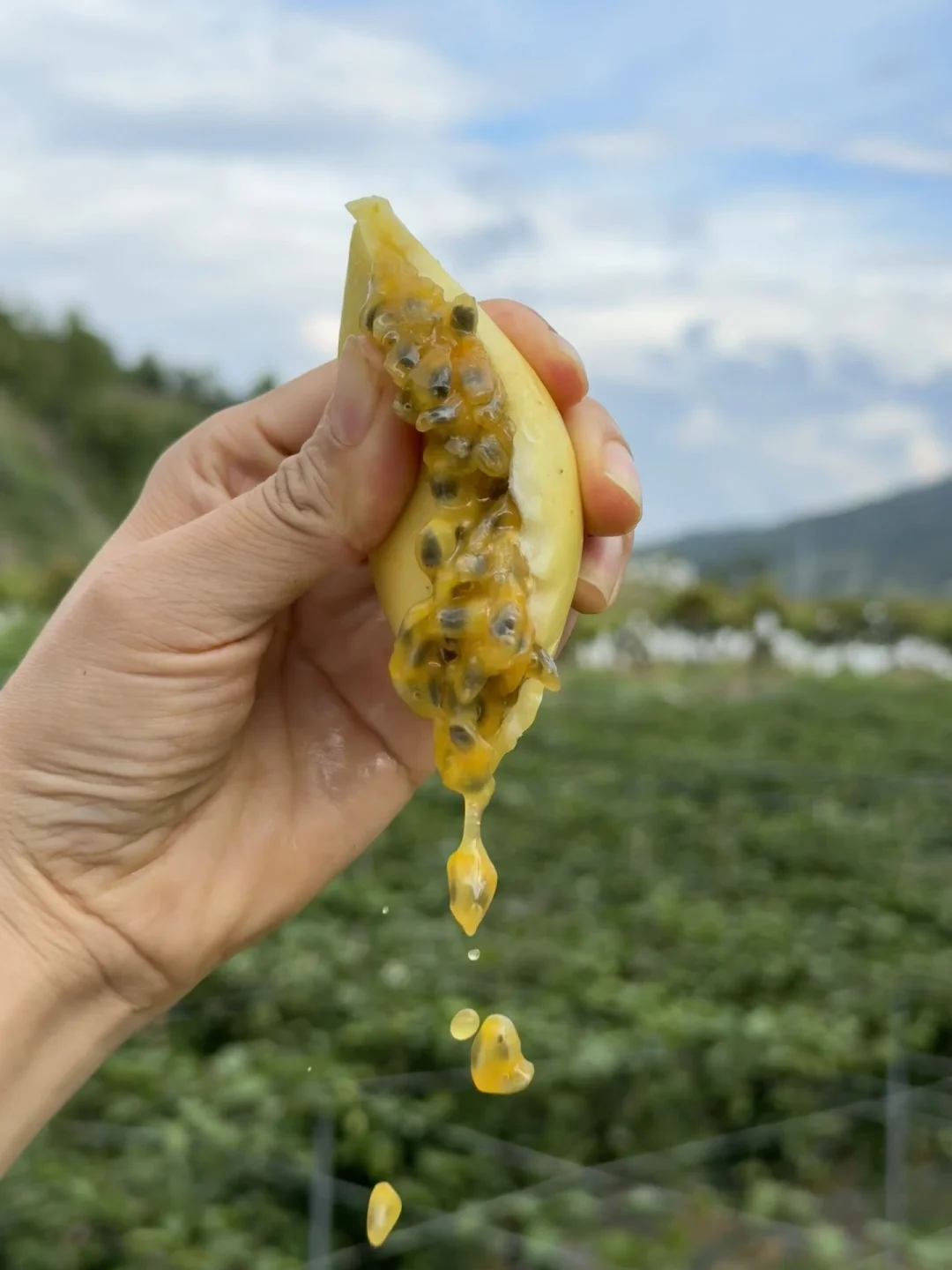 真正的广西钦蜜9号百香果