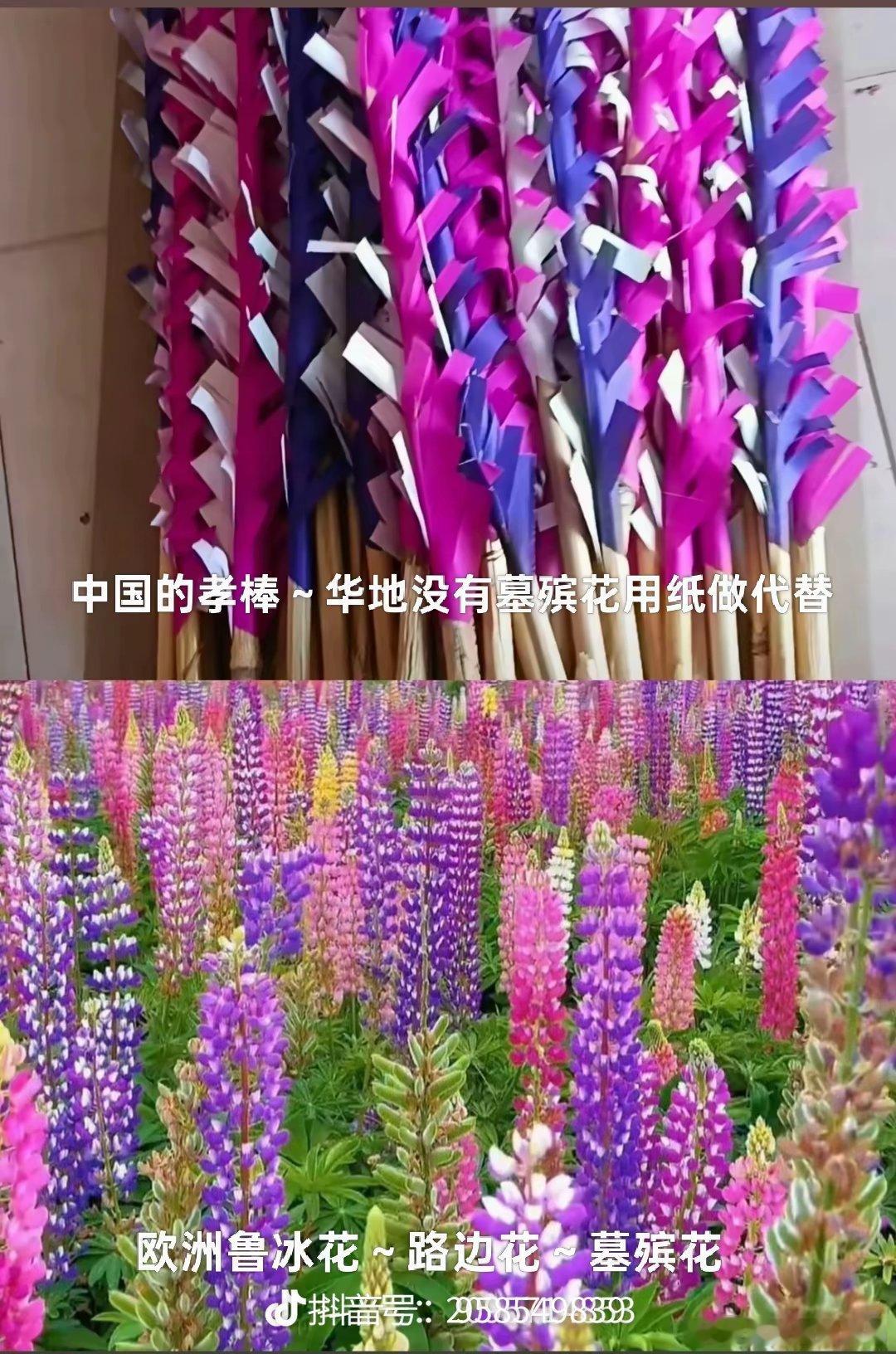 原来这种长得像丧棒的花就是鲁冰花 