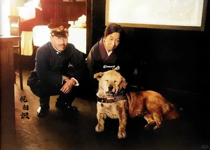 1933年，秋田犬“八公”离世前的场景，此时它已经有十岁了，按秋田犬平均寿命来说...