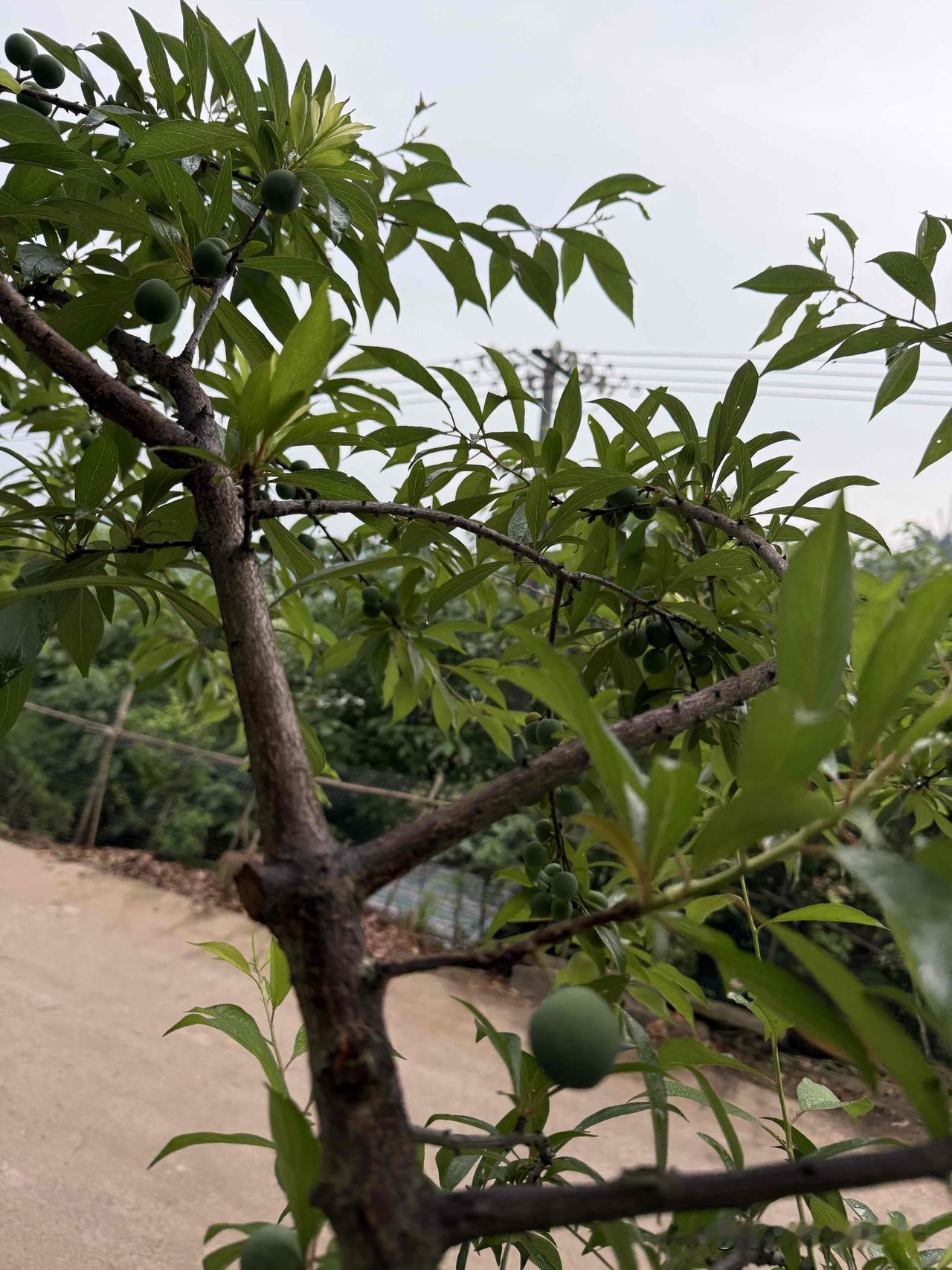 今天是高中老师的生日宴
今天是高中老师的生日宴，“耄耋”mào dié寿宴，同学