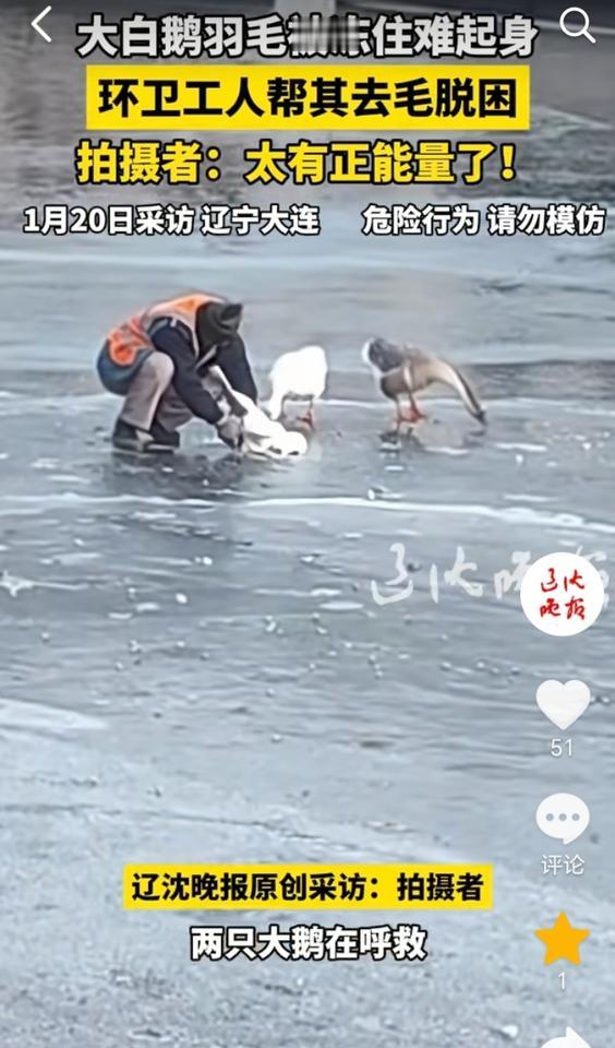 正能量！辽宁大连，天气寒冷河水部分结上了厚厚的一层冰，冰面上有两只大白鹅在呼救，