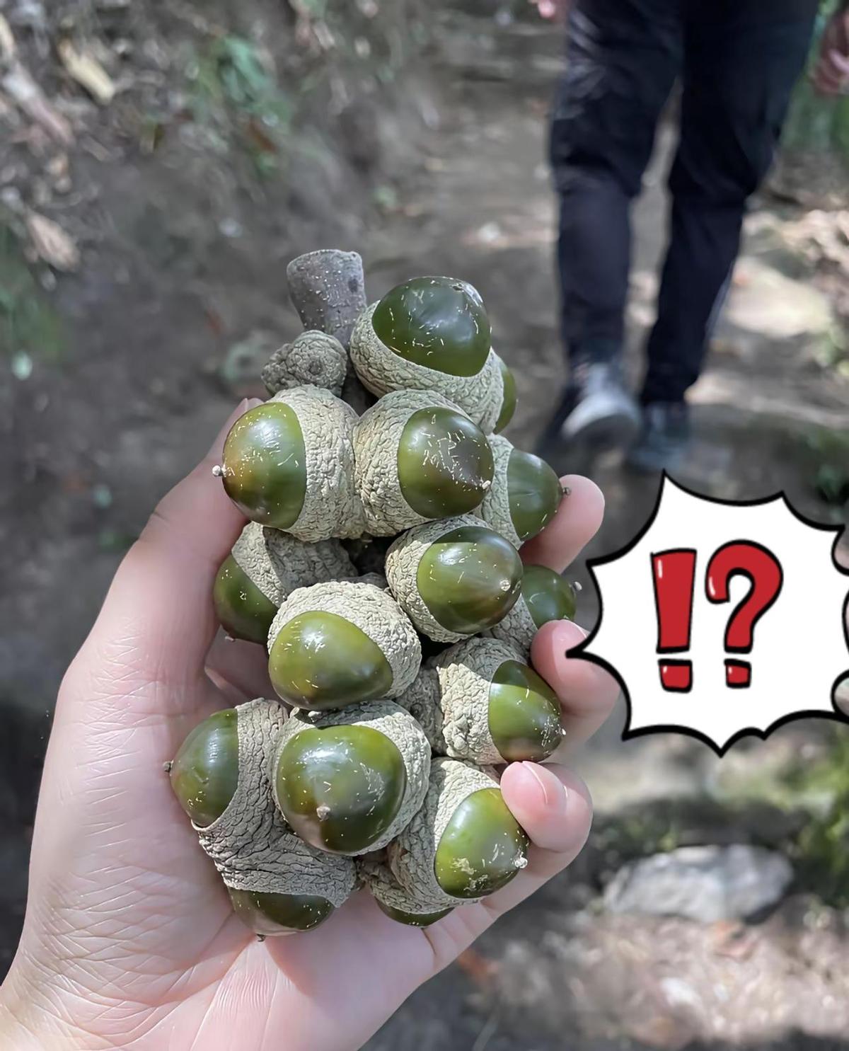 这果子绿得像刚从山里偷出来的翡翠，表皮还长着天然麻纹，握手里凉飕飕的，像攥着一块