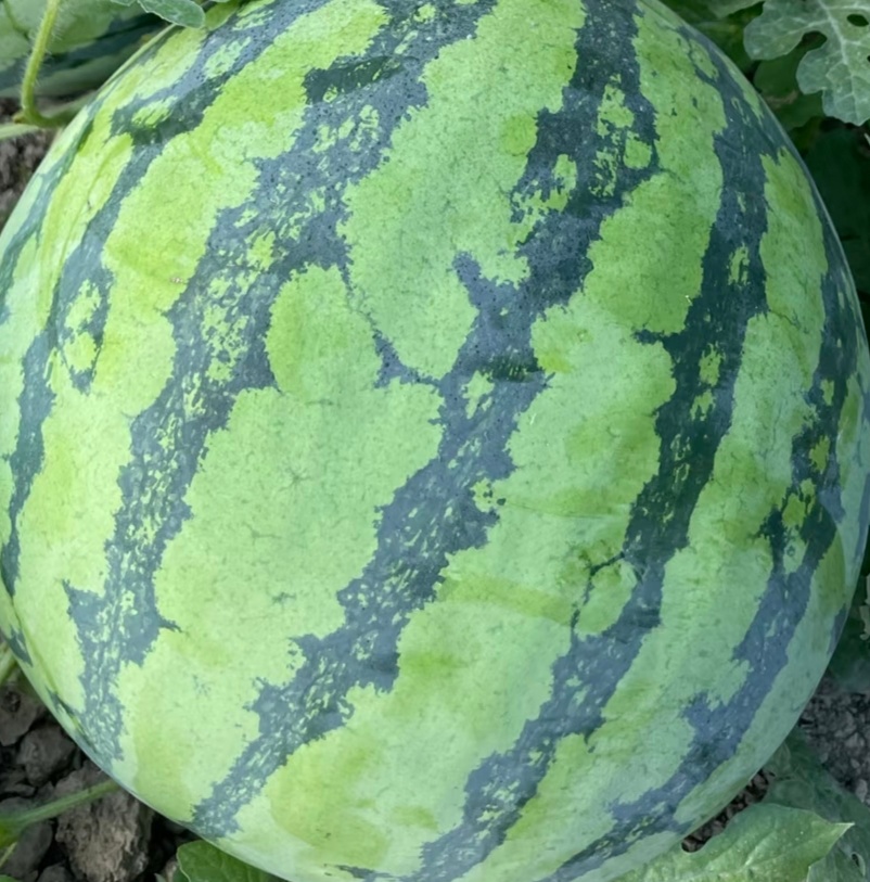 陆虎和吴克群的行为真是太赞了，既助农帮助了农民，也让大家吃上了免费的西瓜。陆虎回