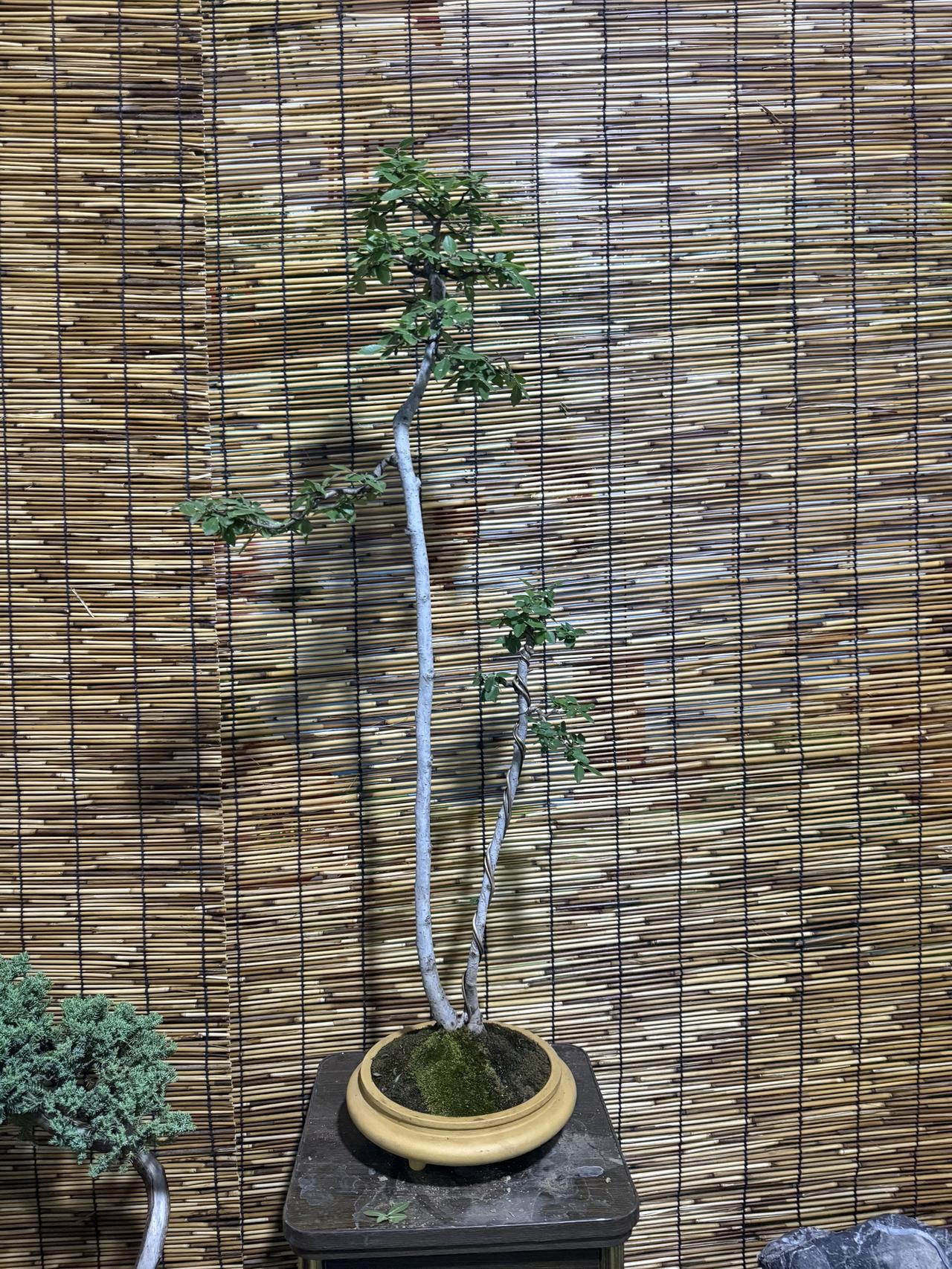 茶空间植物搭配 盆景意境 热爱盆景热爱生活 小叶榔榆盆景