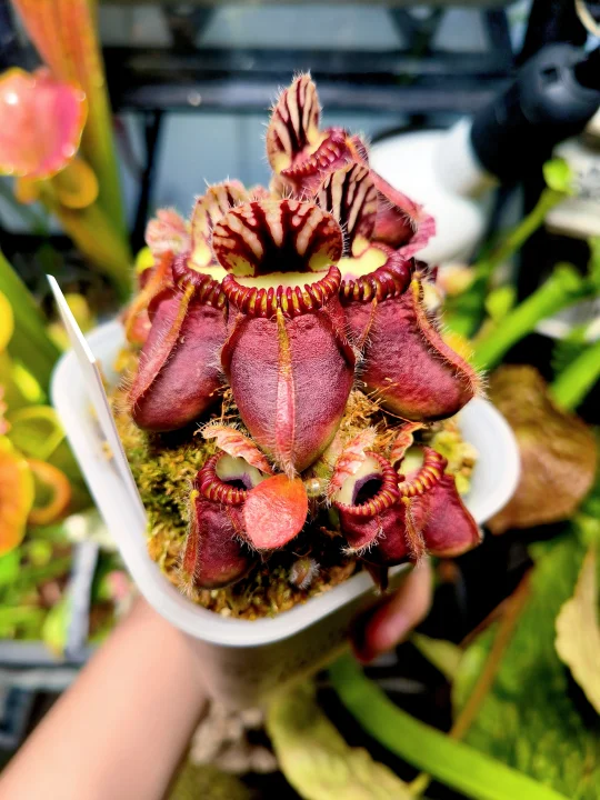 就是能让我看800回都惊艳的程度