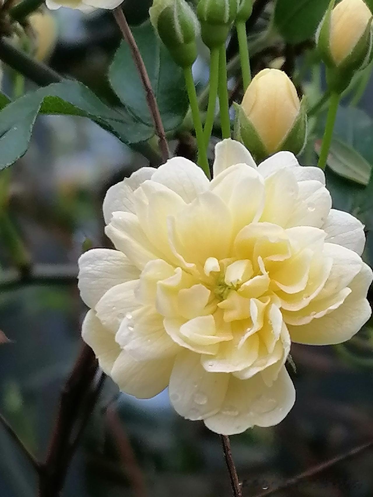 分享一张拍摄的花