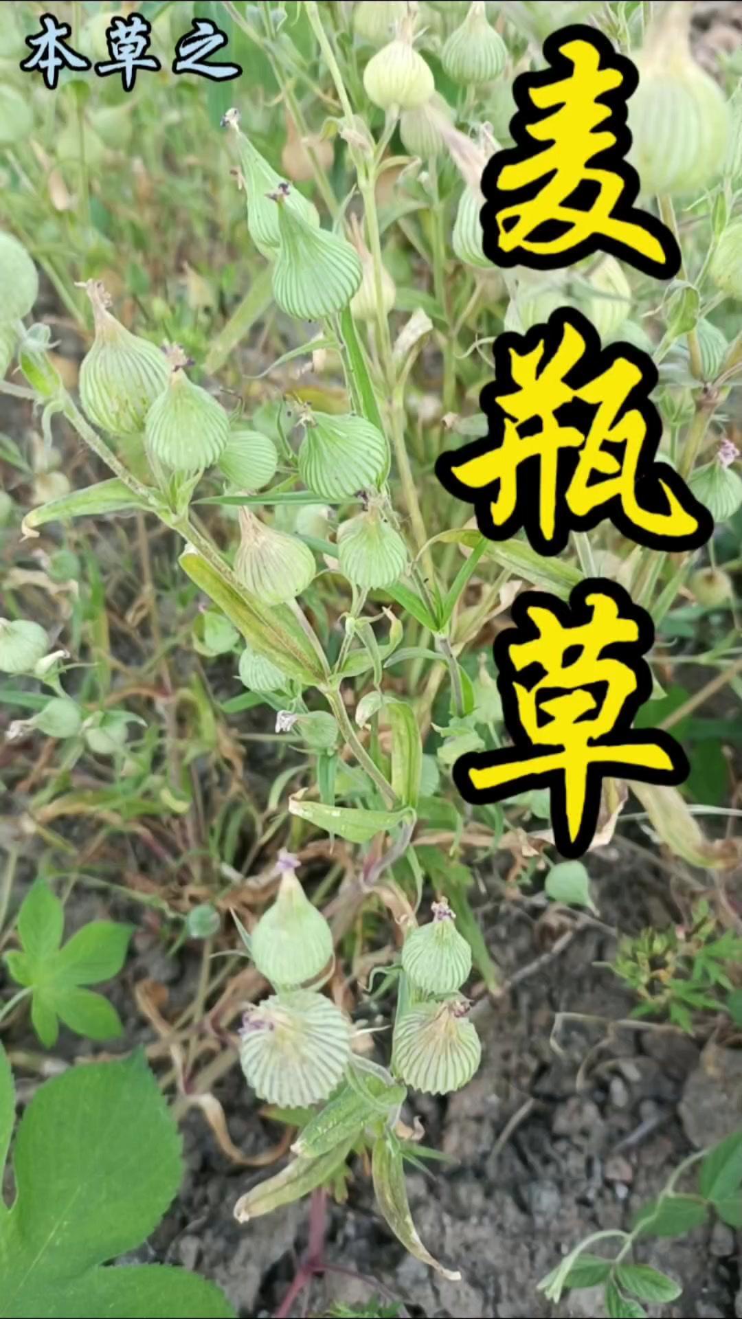 它是农田里让农民头疼的顽固杂草，却是受喜爱的春季野菜，还是药用价值高的草本！外形