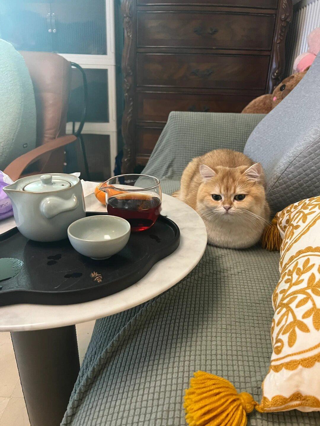 正确的“猫冬”姿态～