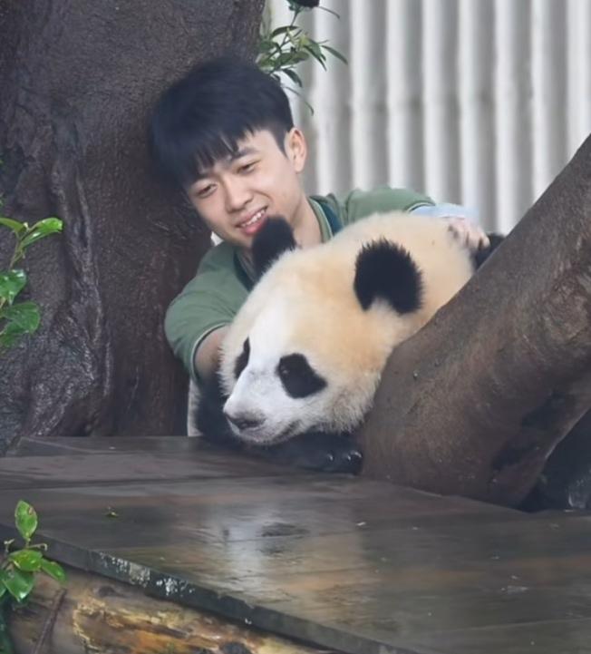 [大笑]做熊猫的奶爸奶妈是一件非常幸福快乐的事，看苗苗奶爸就知道了！
   小月