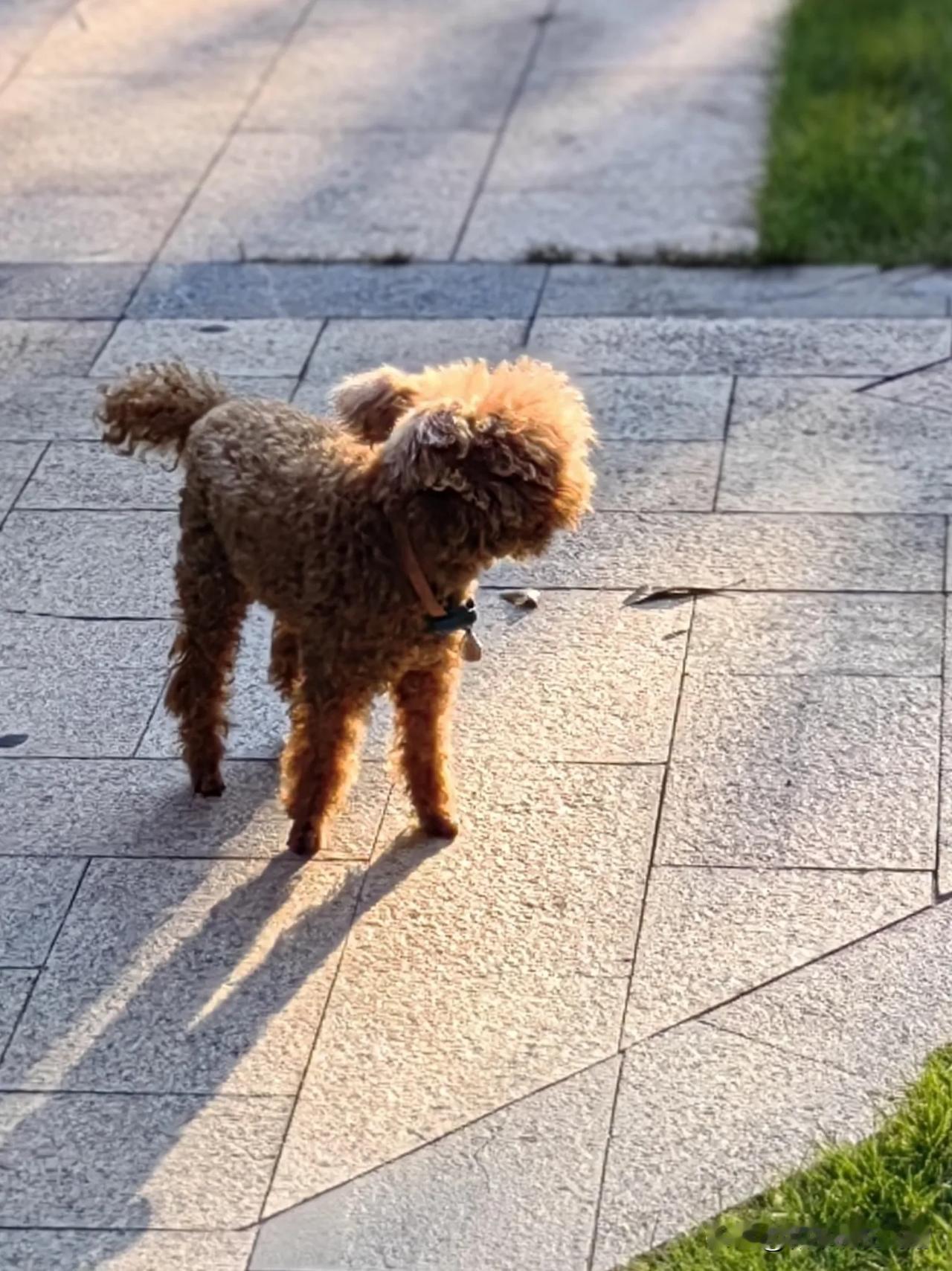 这只飞耳泰迪犬，已经十一岁了。出门也不乱跑，紧跟主人，回到家就是睡觉，而且要睡到