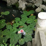 江慧最爱科技