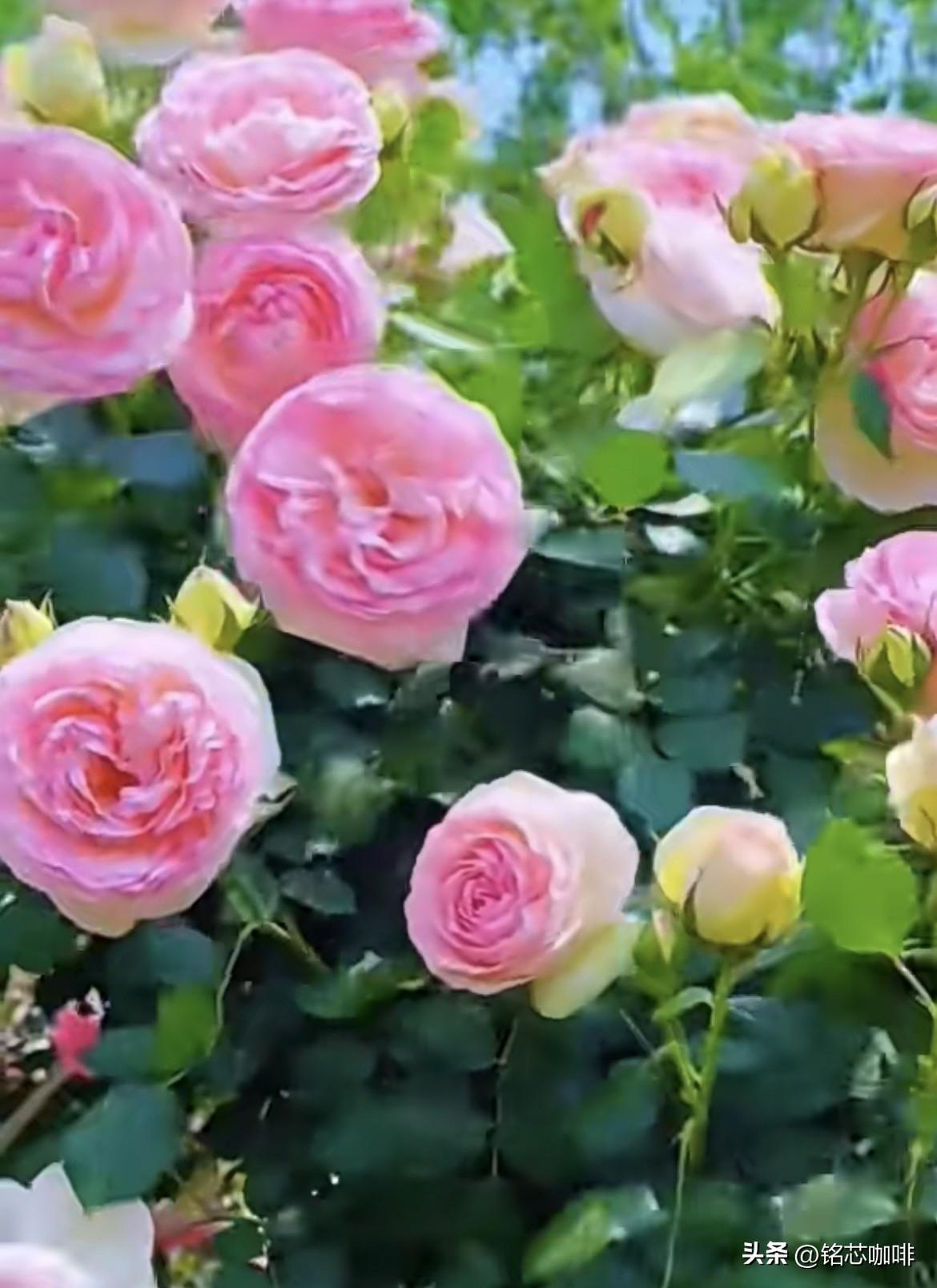 上联：秋乘落叶去
   下联：春迎百花开