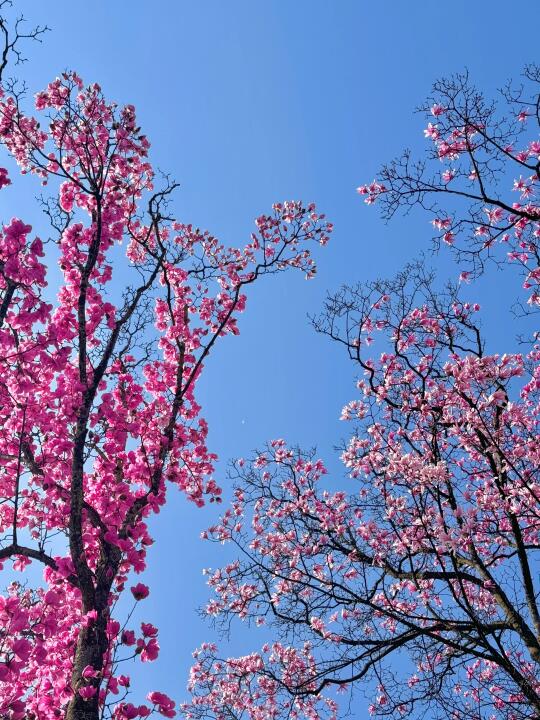 3.26实拍！！！九皇山辛夷花🌸开爆了！！！！