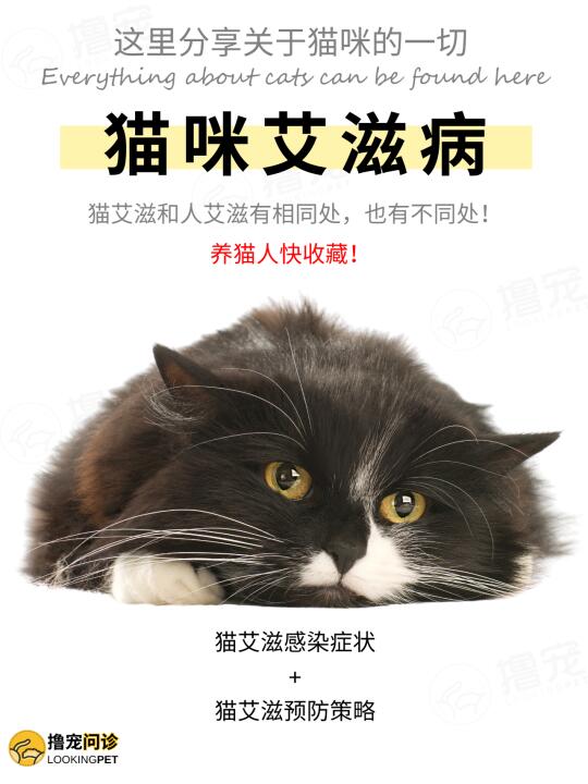 猫艾滋是什么？养猫人都要知道的猫咪冷知识