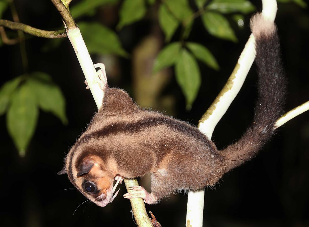 2026年，印尼重新发现了一种条纹哺乳动物，之前都以为它灭绝了。讽刺的是，这种发