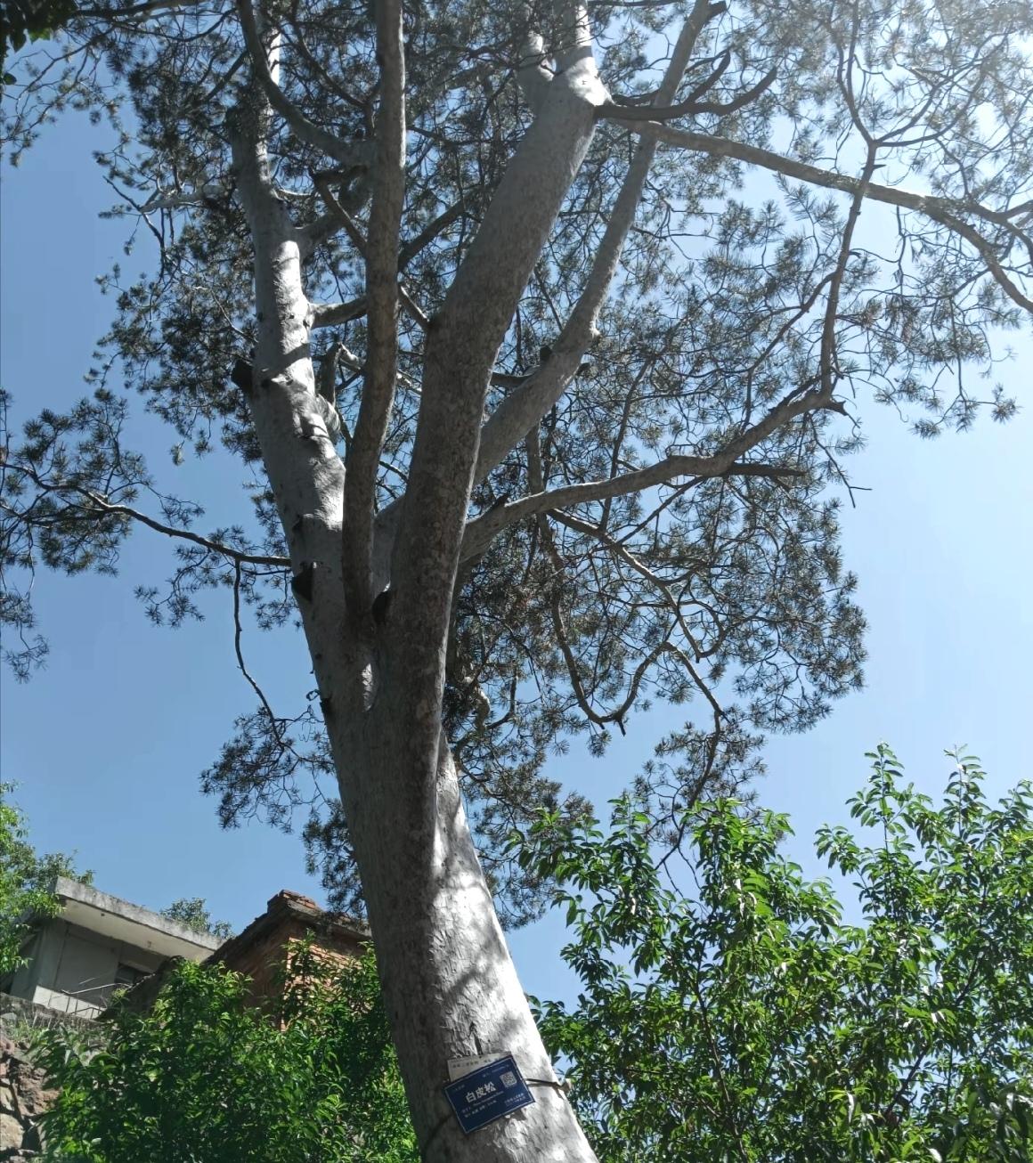 今日分享随手拍照片汝阳县王坪400年白皮松