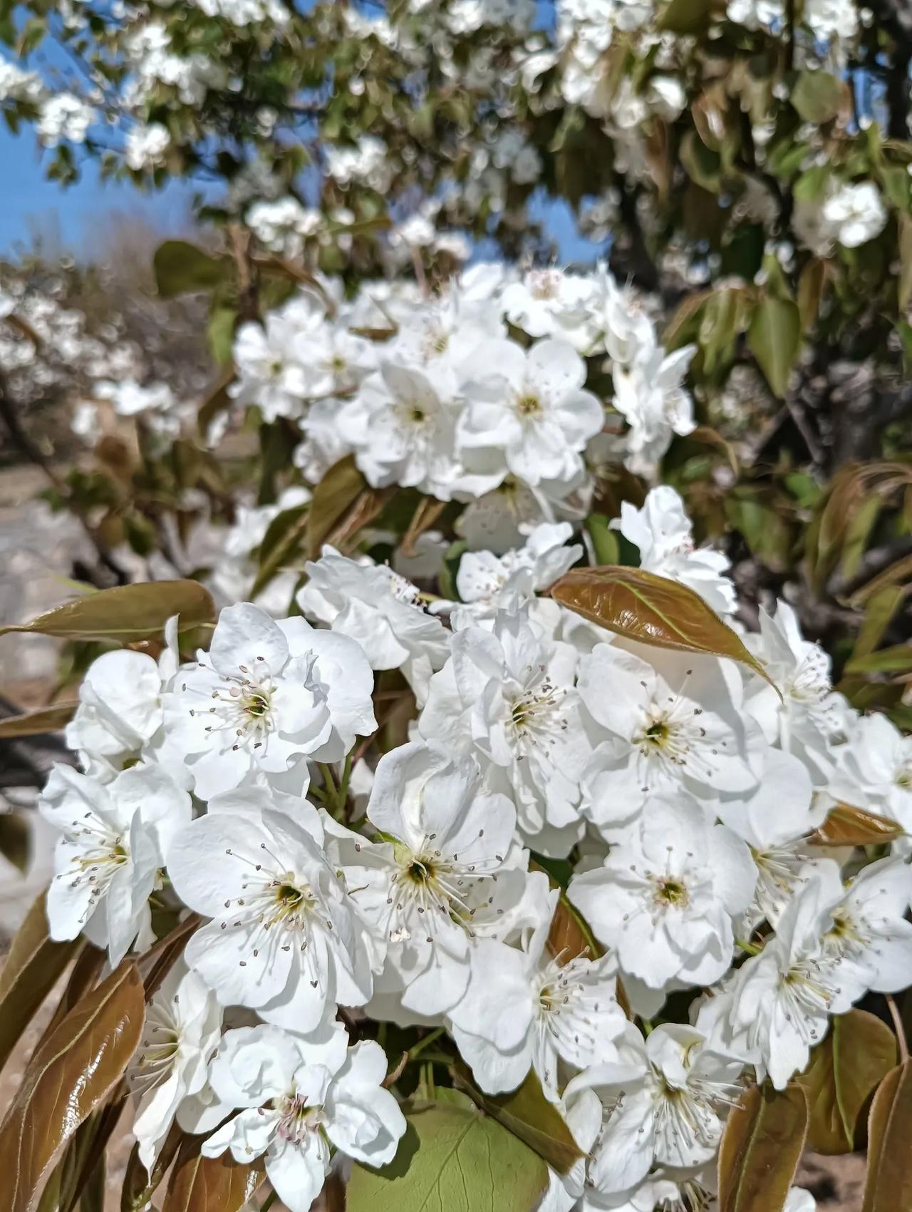 花开万亩田。