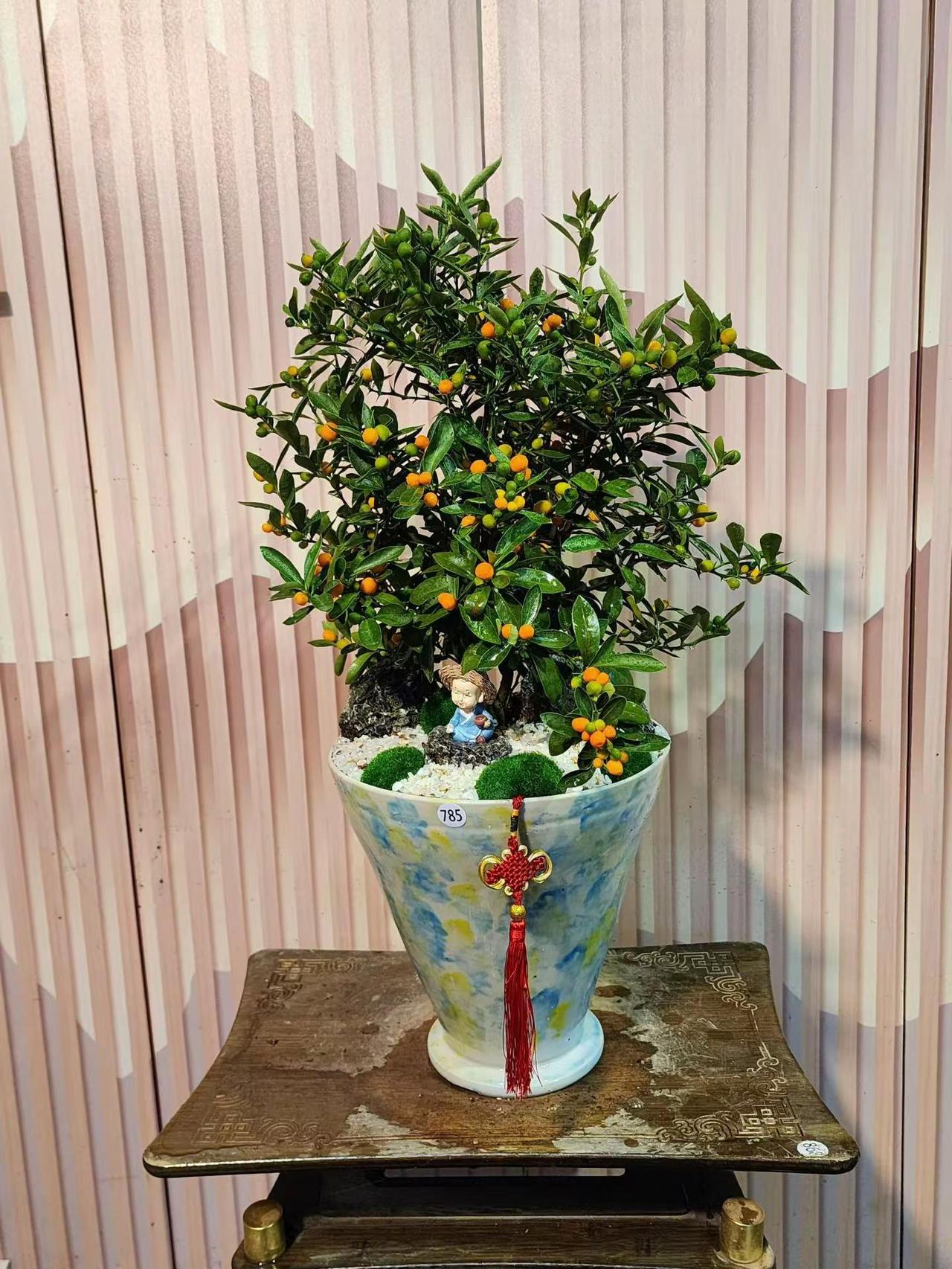 年花盆栽多多欢迎定购