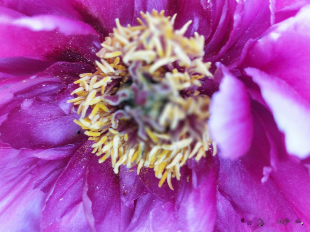 天堂小院天堂院子分享一张你相册的拍的花