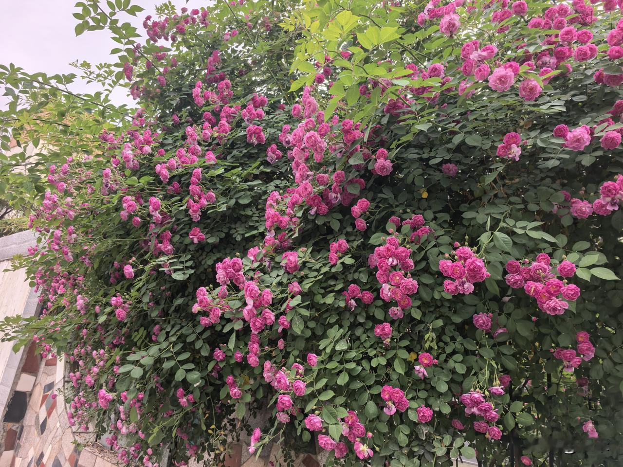 [微风]现在的孩子都说不得吗？[捂脸]
孩子今年课不多，除了准备几个考证，基本都