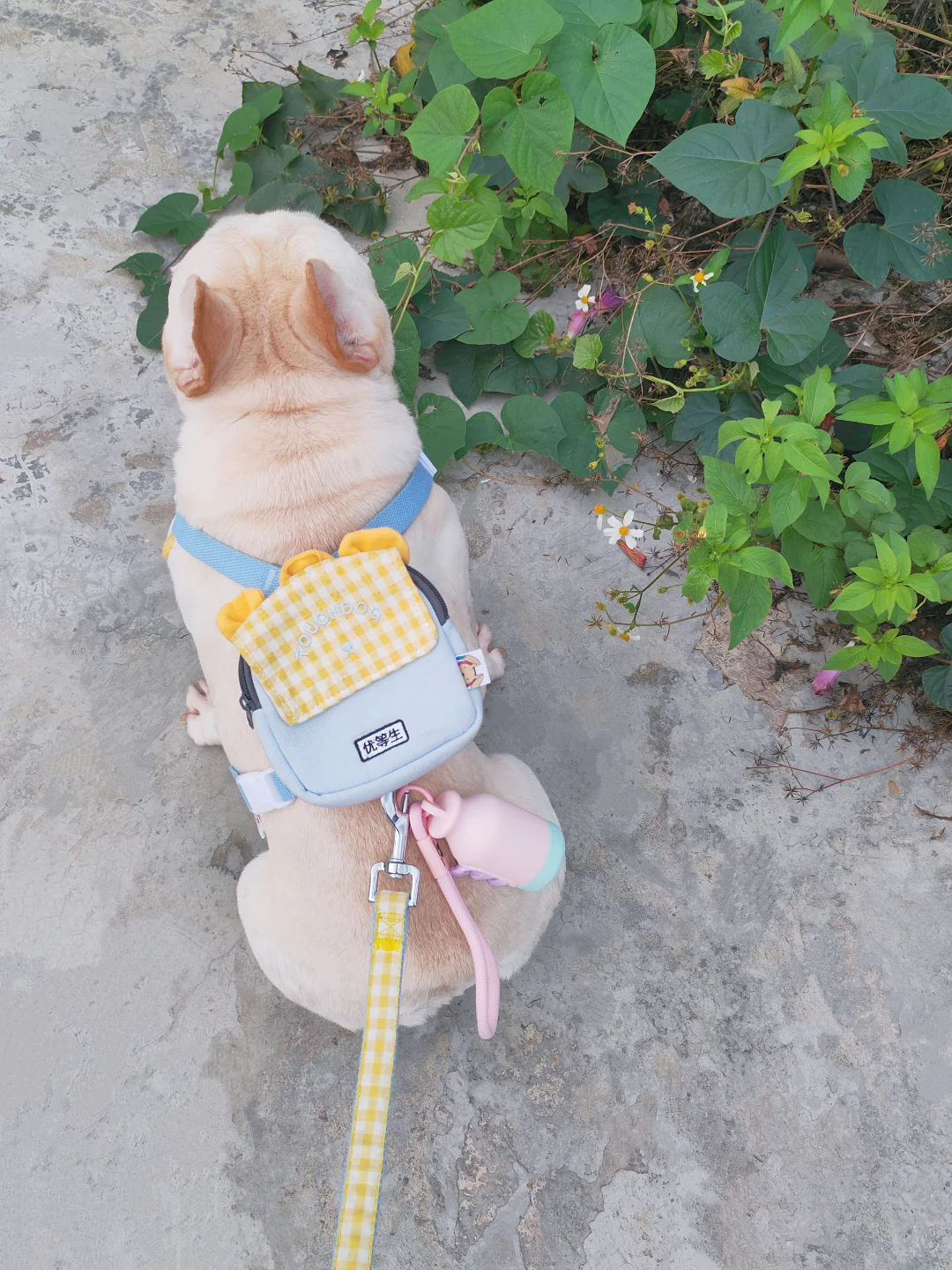 真的会为好看的拾便袋心动💗