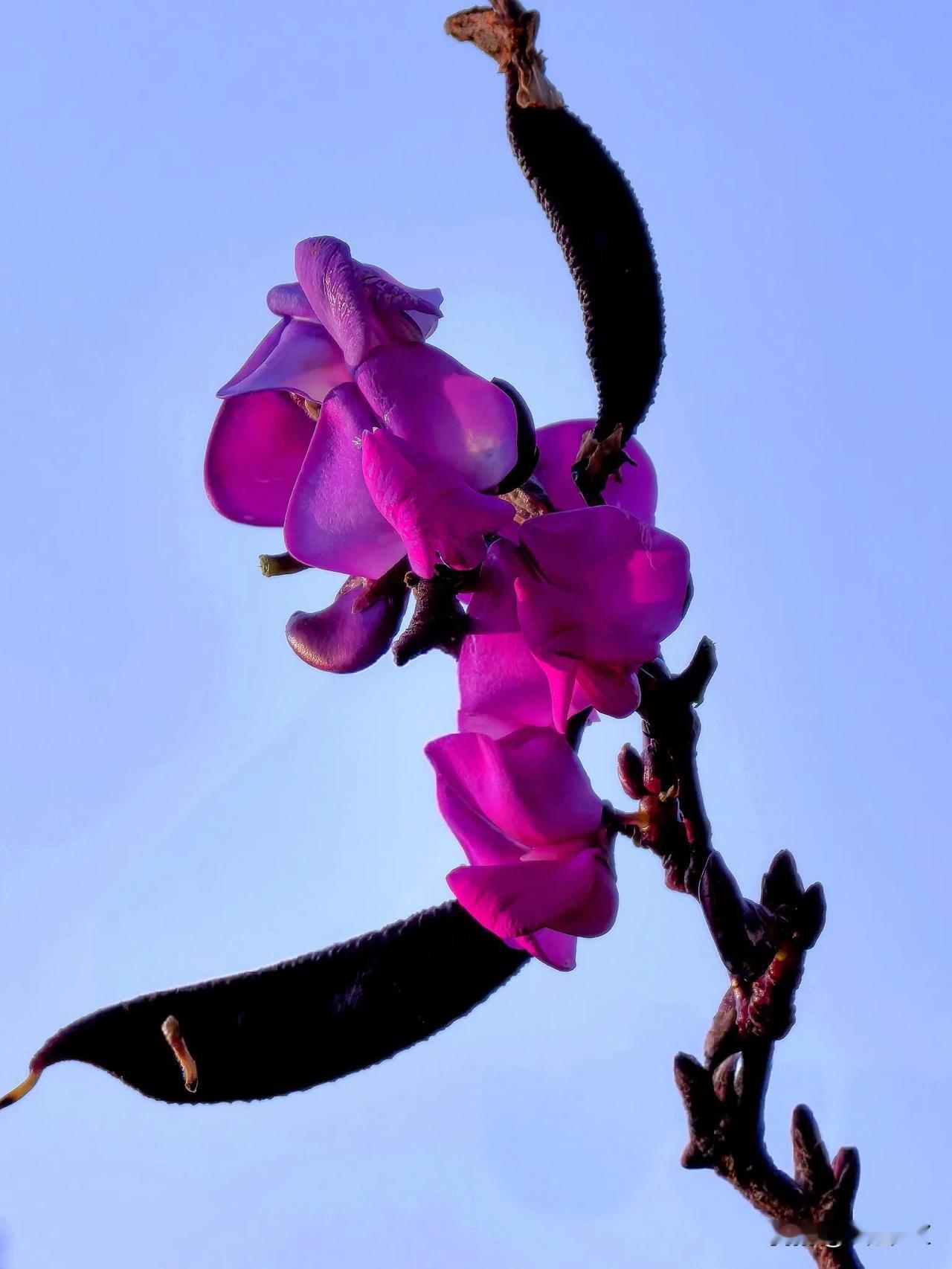 #摇曳多姿的花# 《舞者》湖边散步，在湖岸边看到一棵开着紫色花朵，绿绿的叶子，结