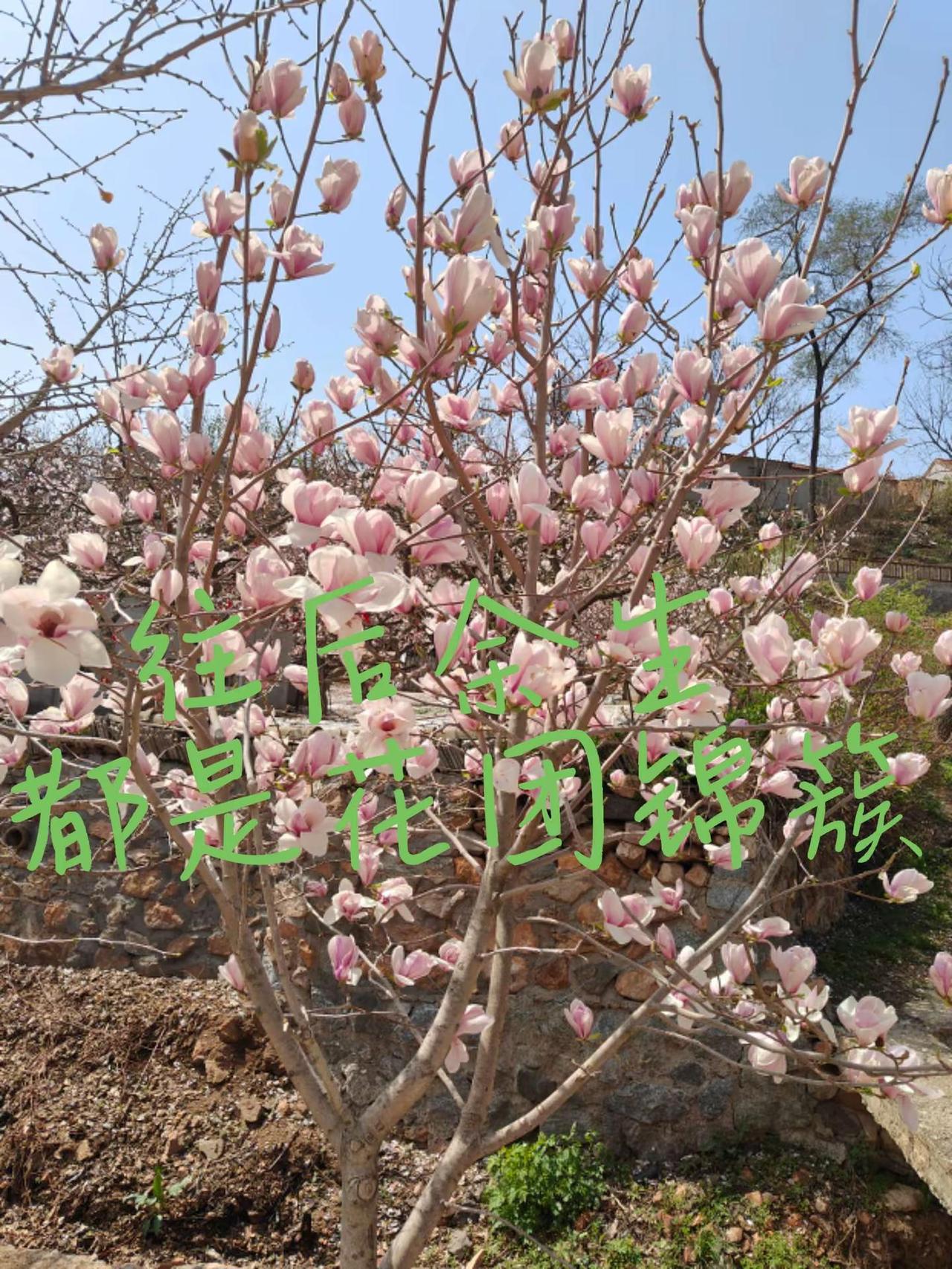 新人扶持计划 我镜头中的满园春色