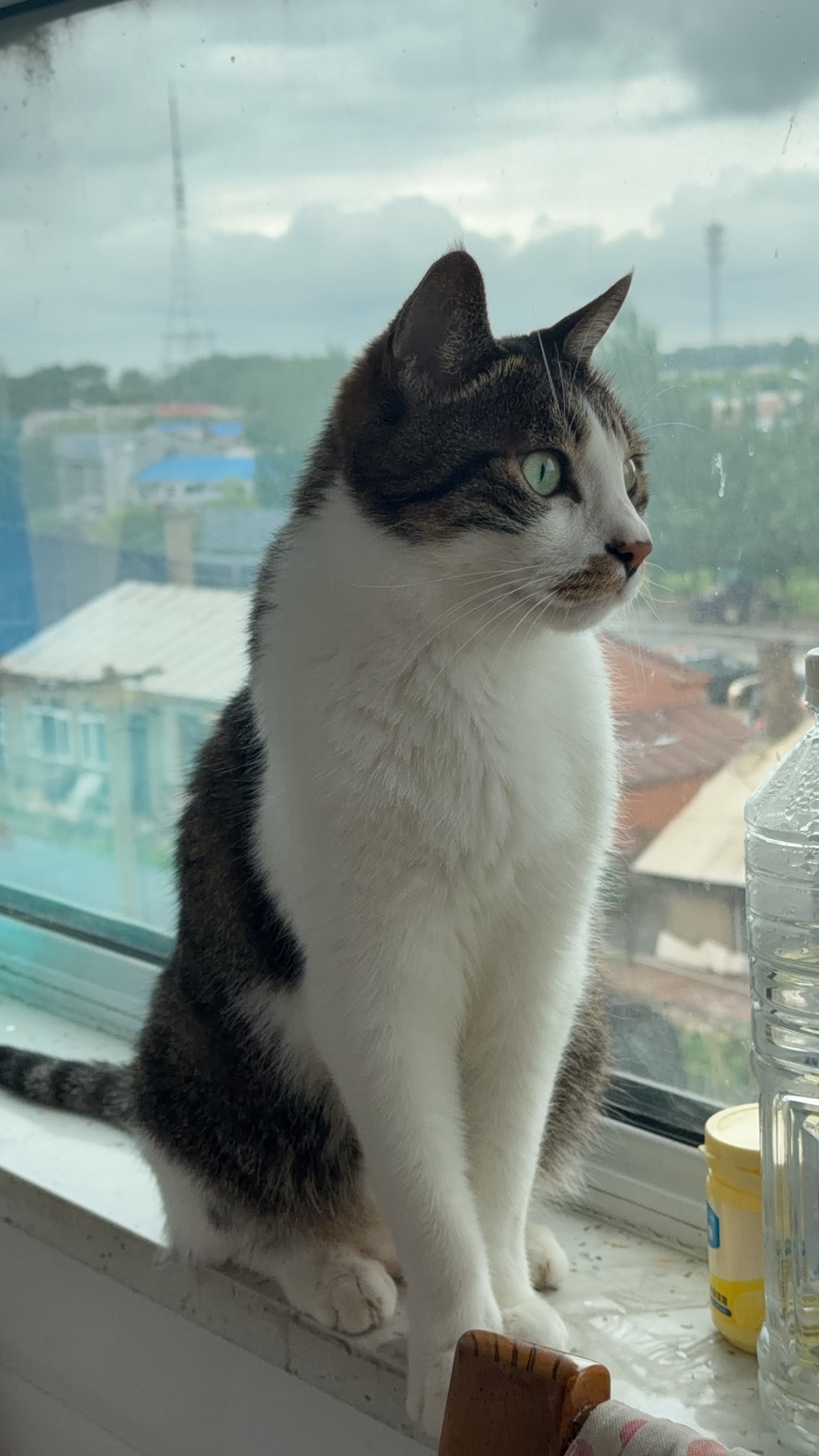 看鸟中 