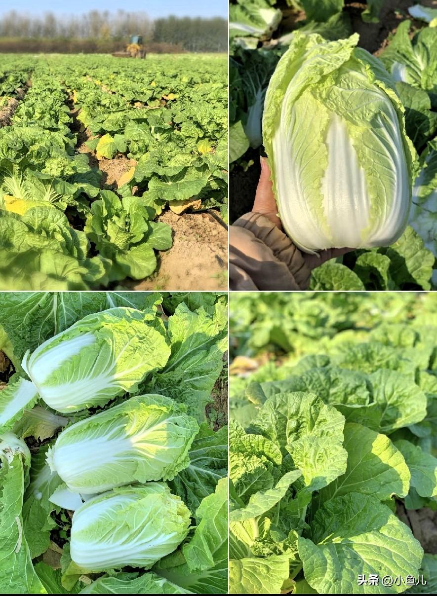 新鲜白菜买多了吃不完，放几天就烂心、发黄？教你几个超简单的土方法，放半个月照样脆