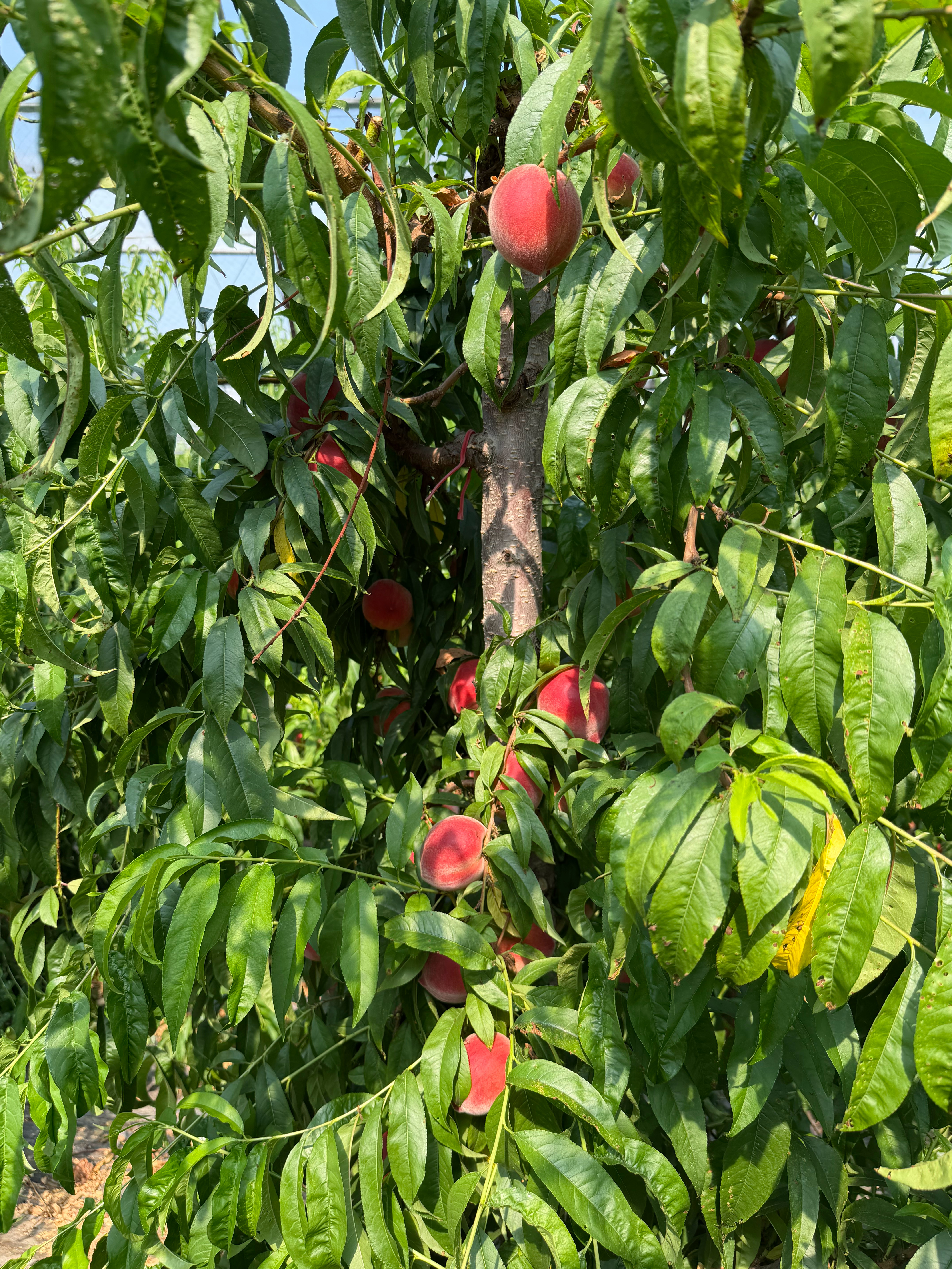 来摘桃🍑 