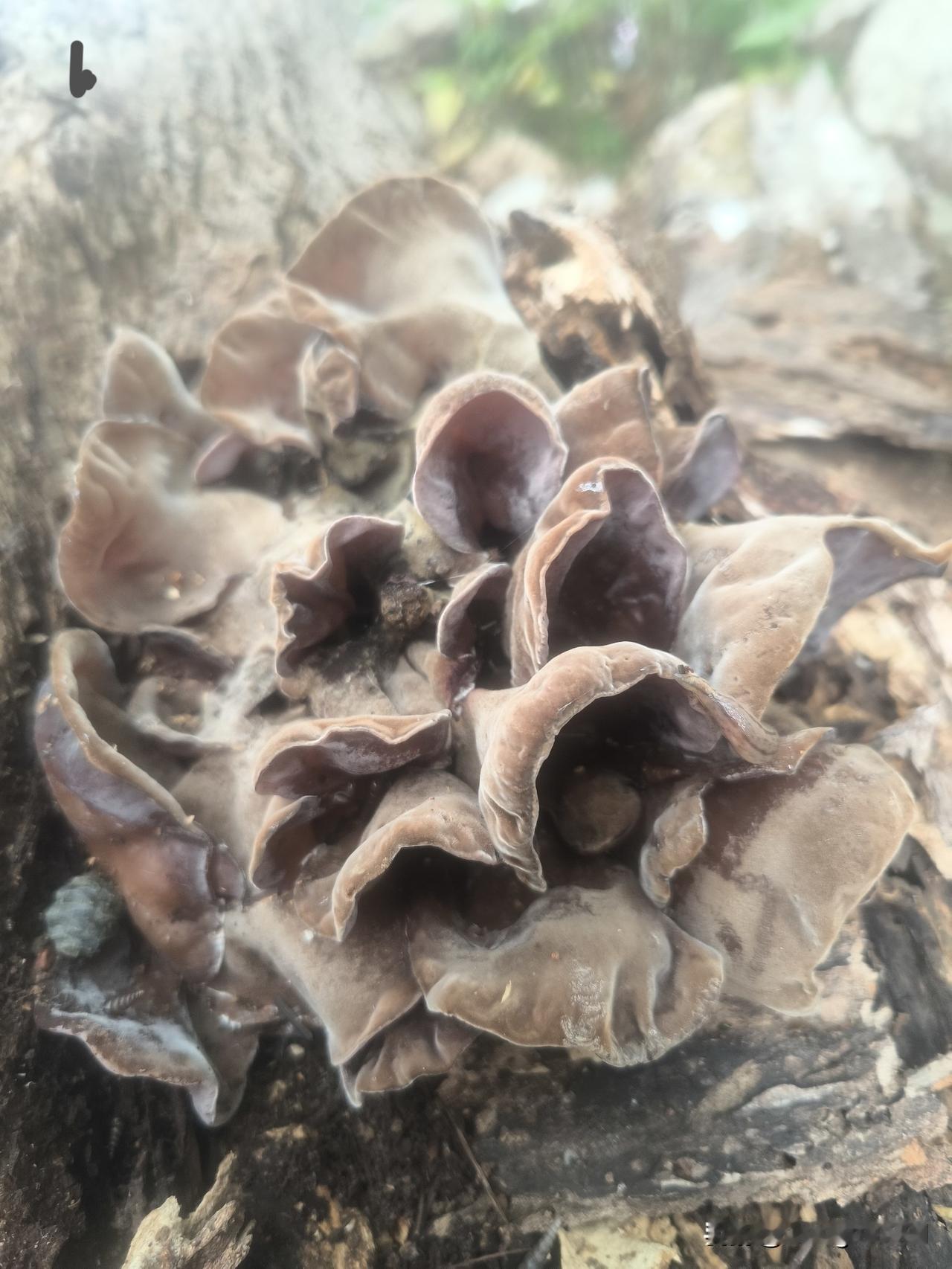 昨天去农场钓鱼，瞧见一棵倒下的构树上长着一团肥头大耳、肉嘟嘟的东西。想来是近期持