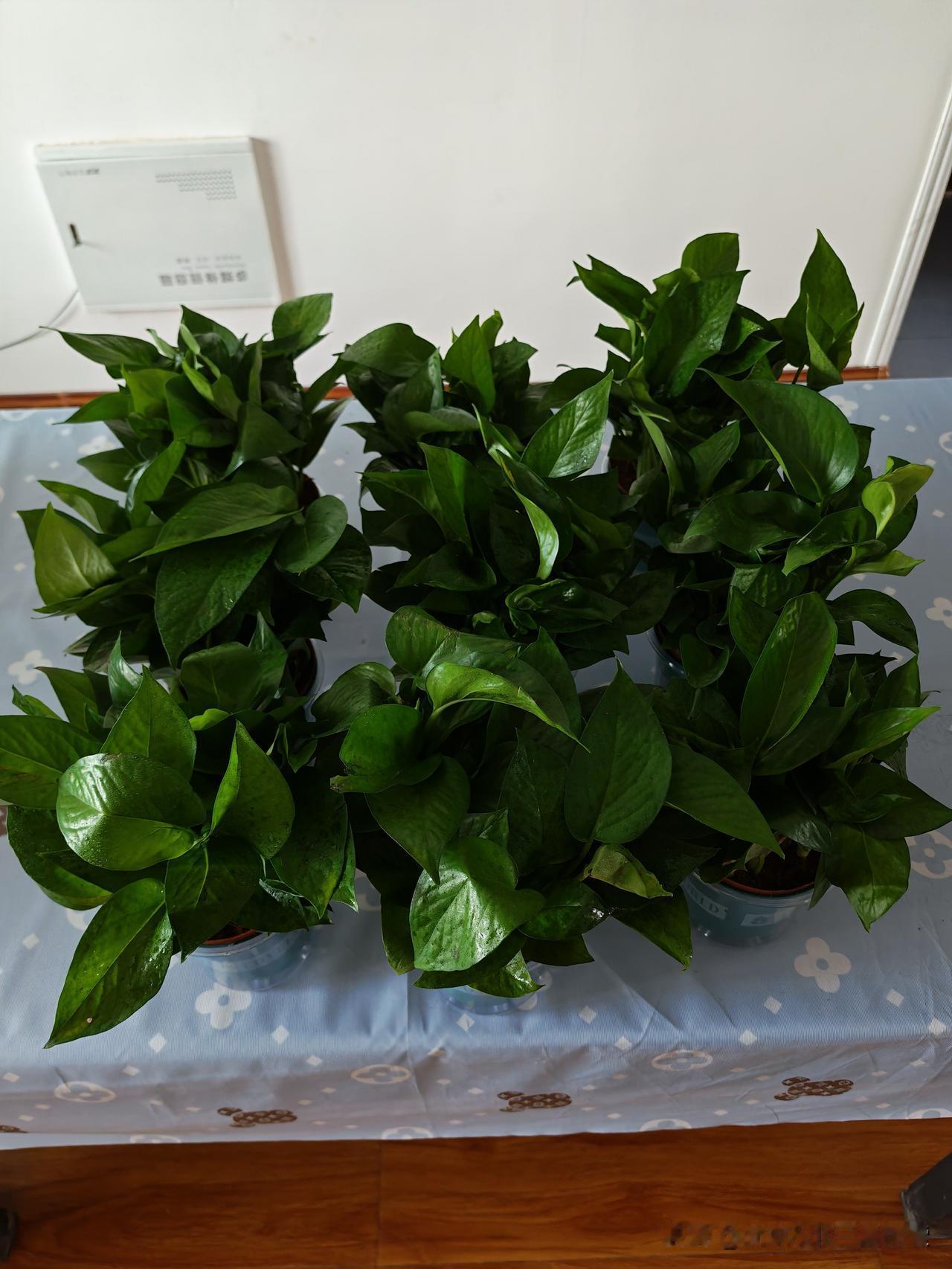 分享一张你拍的绿植家里新买了9盆绿萝，顿时家里的氛围感拉满，在增加绿意的同时，还