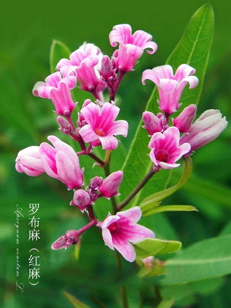 ‎种植 罗布麻耐盐碱耐旱，春秋均可种植，主要用种子或根茎繁殖，管理粗放。 适合在