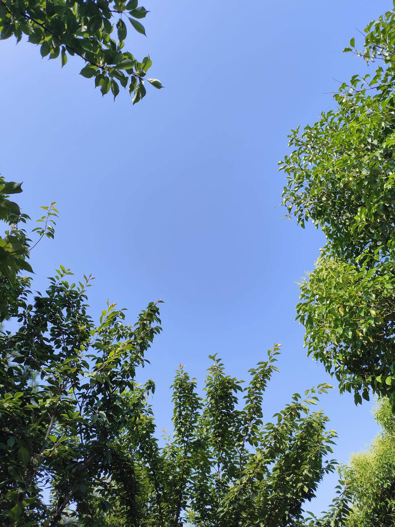 满目澄澈蓝天，层层绿叶围出一方清爽天地。微风穿过枝叶，褪去心头烦扰，抬眼便是夏日