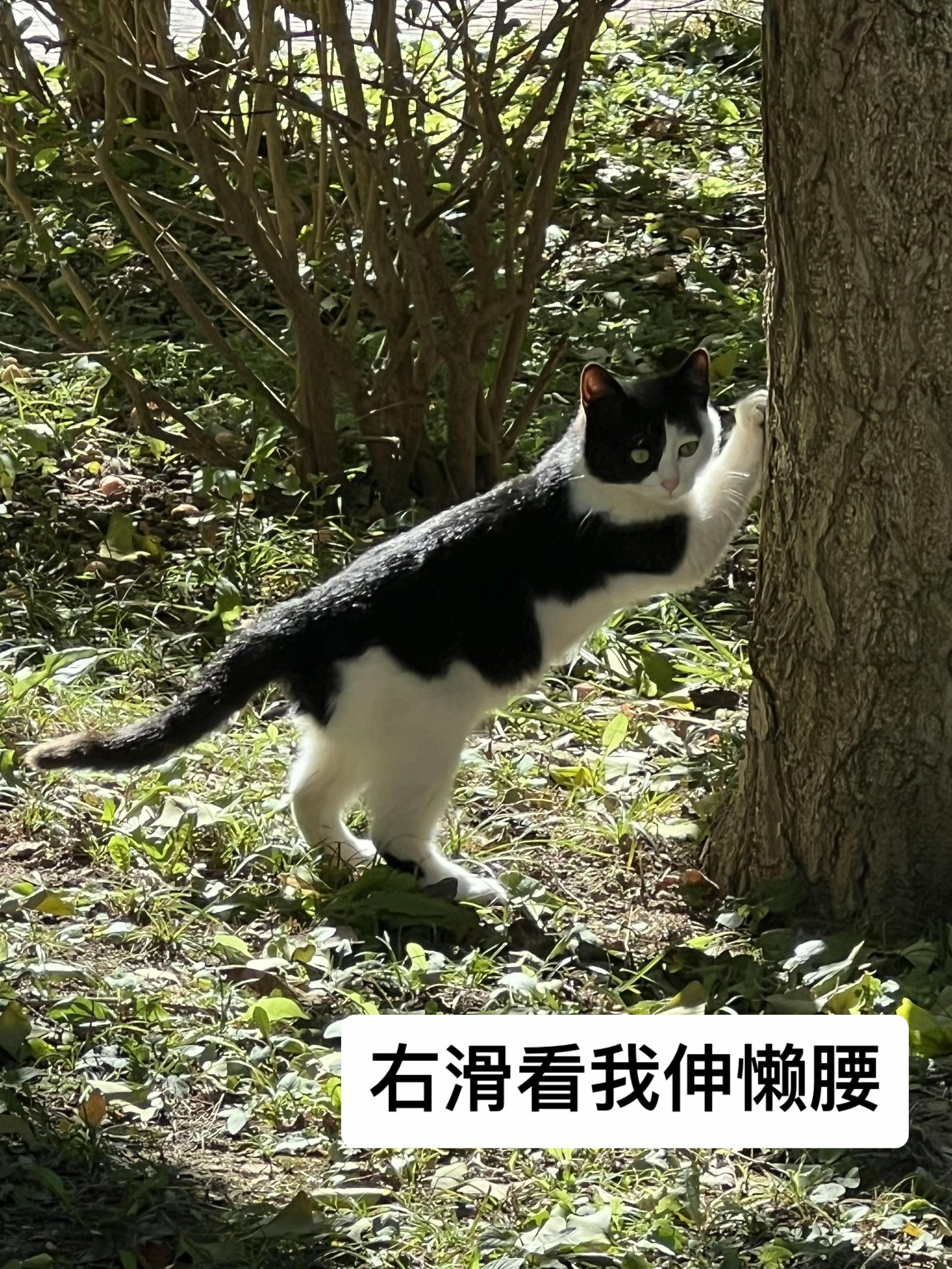 学校的小猫真的太可爱了🥰。