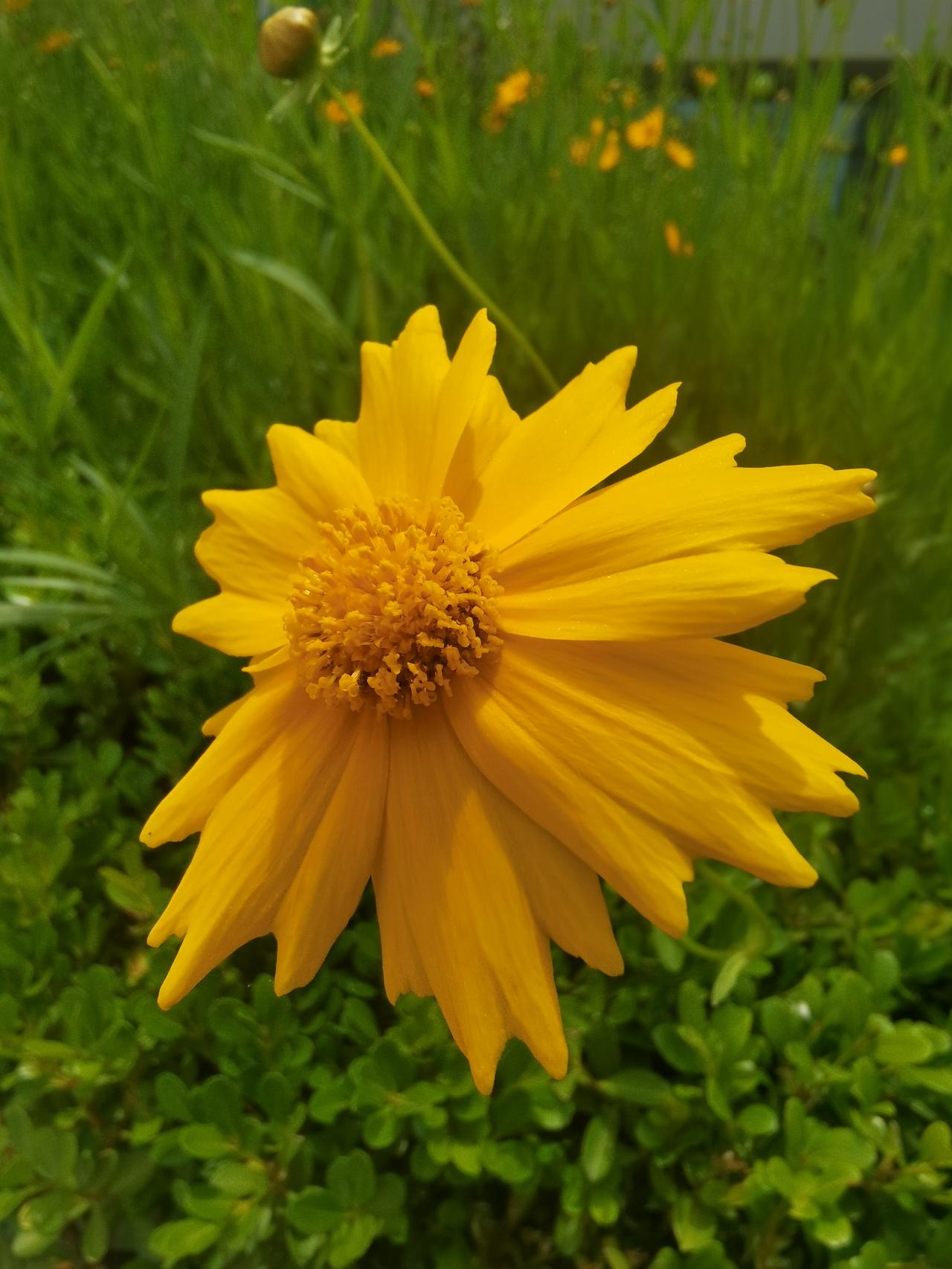 我认为心甘情愿，帮带孙辈也是一种乐趣。儿孙绕膝就是这个感觉。花是剑叶金鸡菊，今天