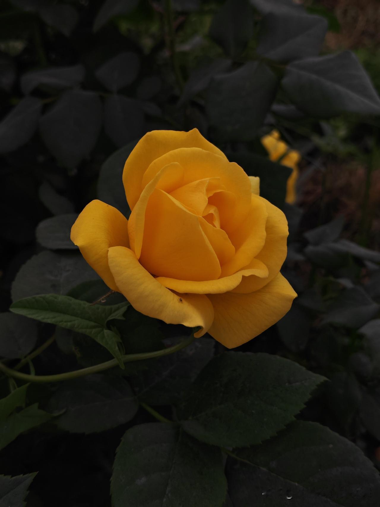 真心话茶局月季花