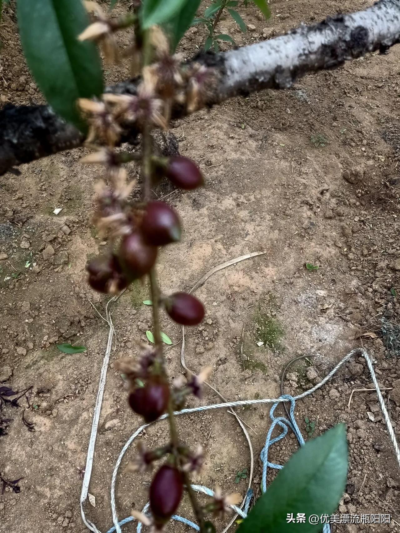 晒出你的本地生活今天起了个大早去大棚选果，棚里太热了，汗流浃背太不容易啊！为了卖