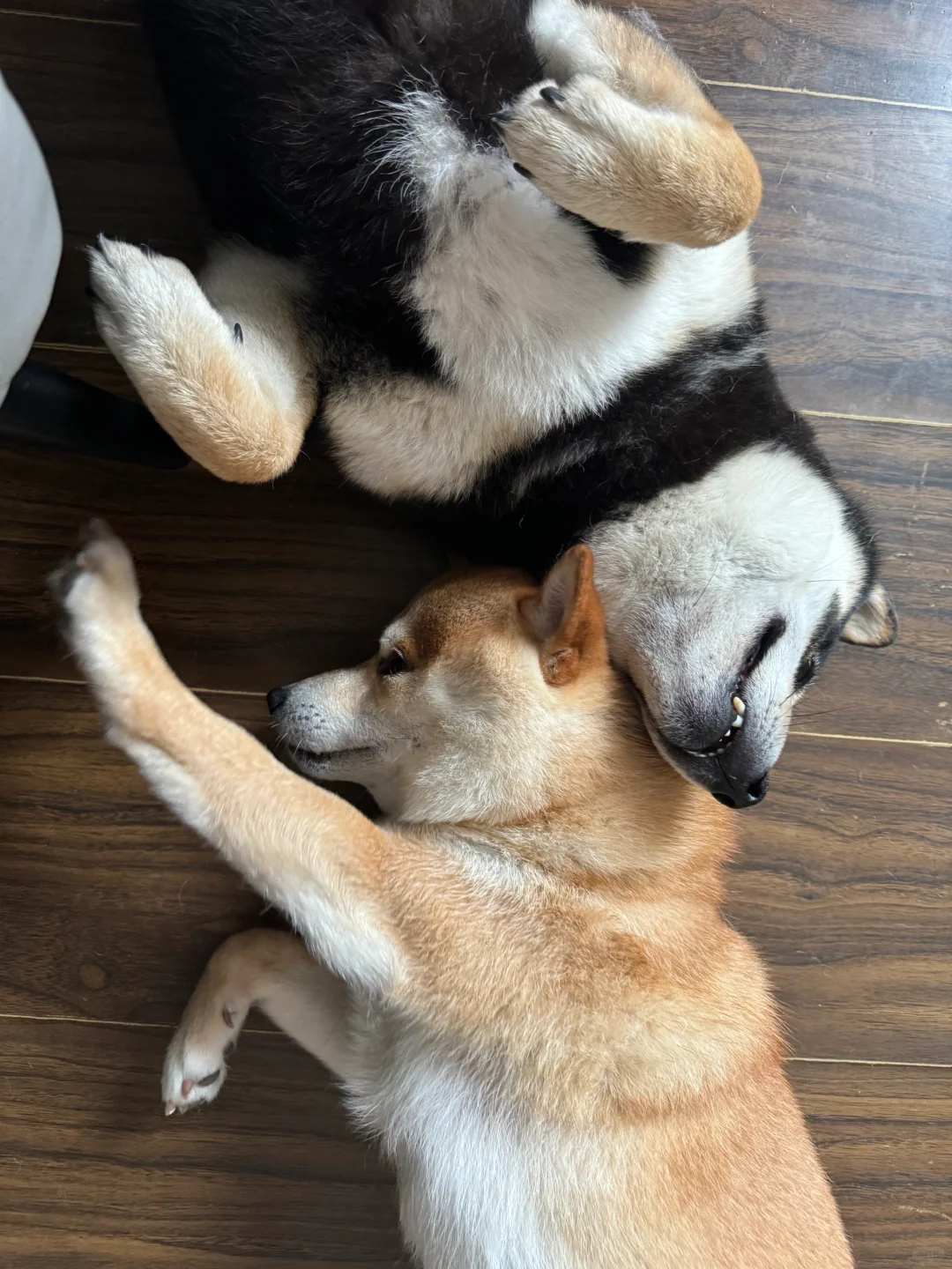 相亲相爱兄弟俩👬🏻