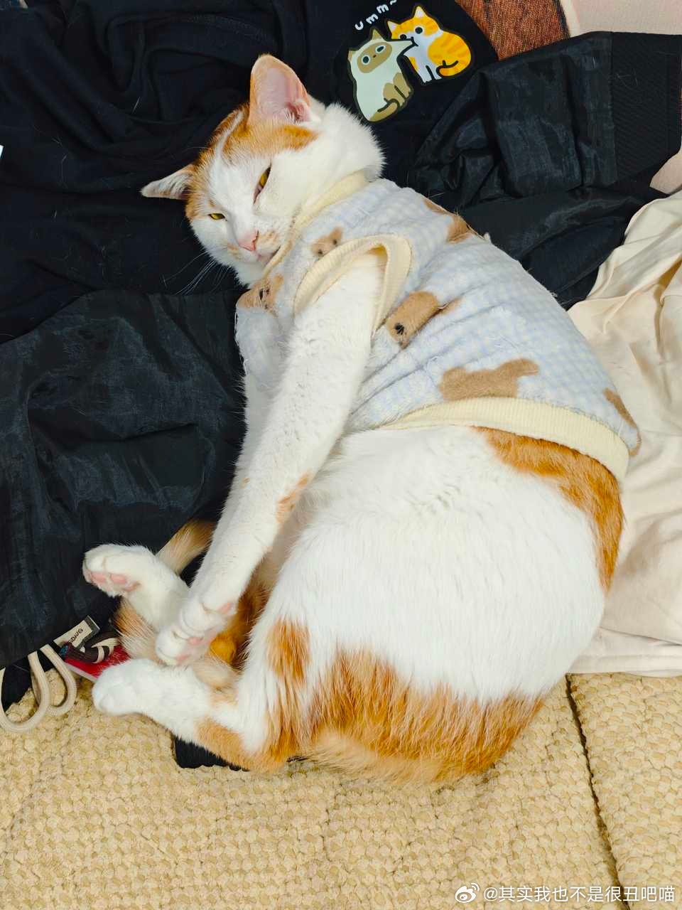 49903【丑猫】你这什么表情 