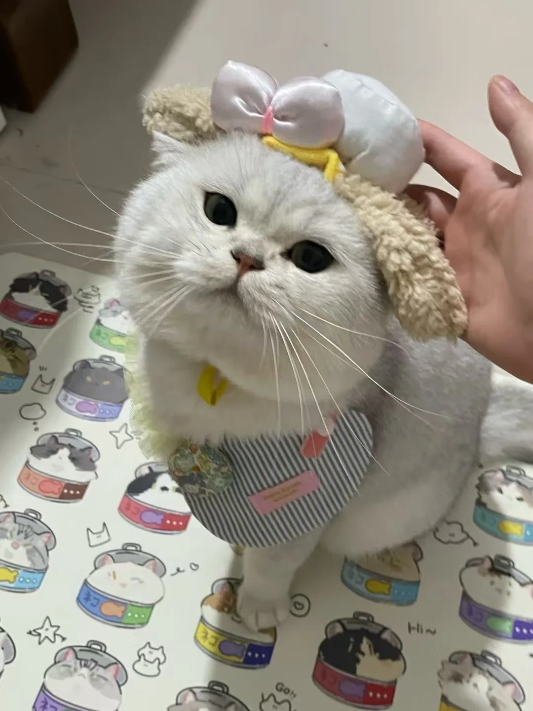 猫毛过敏养了掉毛怪，我的不过敏作战攻略