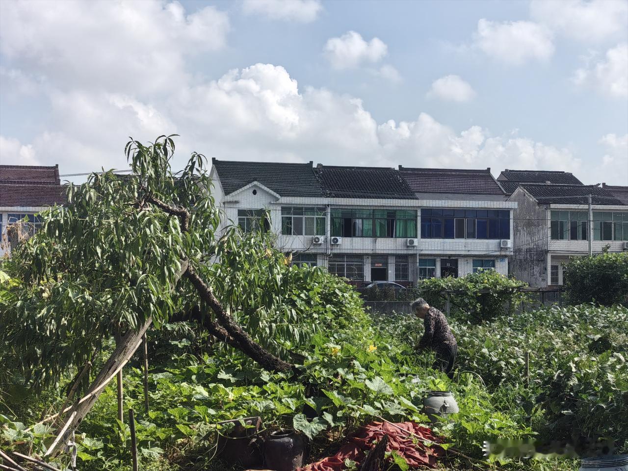 我老妈今年85岁了，她最大的爱好就是在地里忙不停。

每次回娘家，总有村上人和我